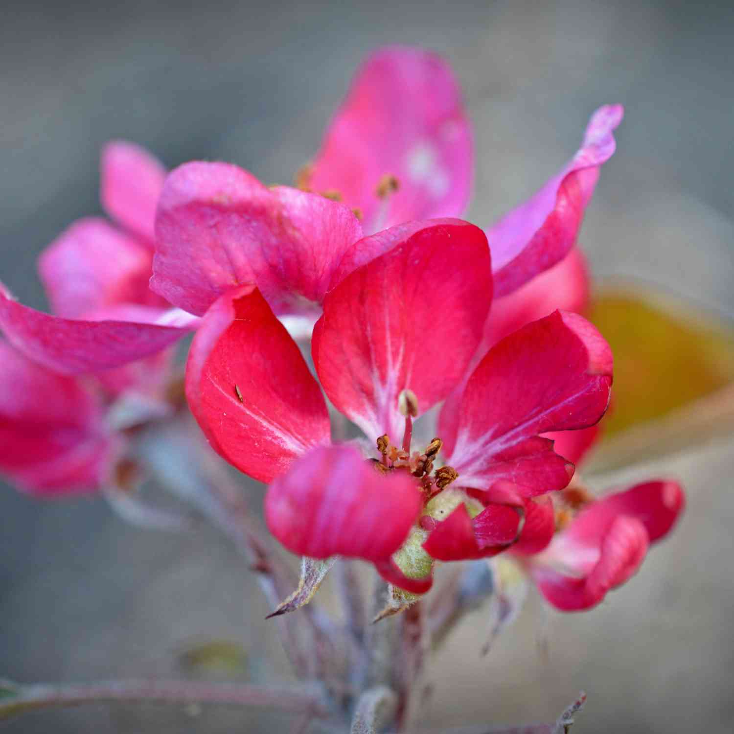 Zierapfel 'Nicoline®'