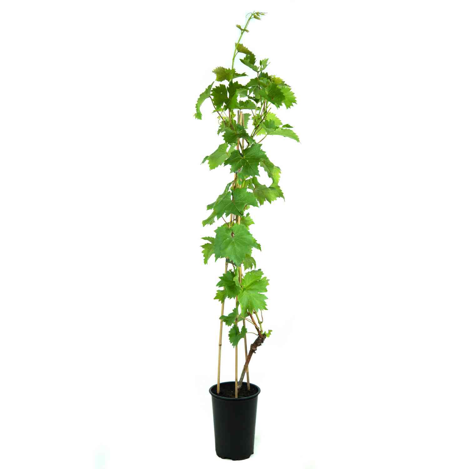 Weintraube 'Regent'