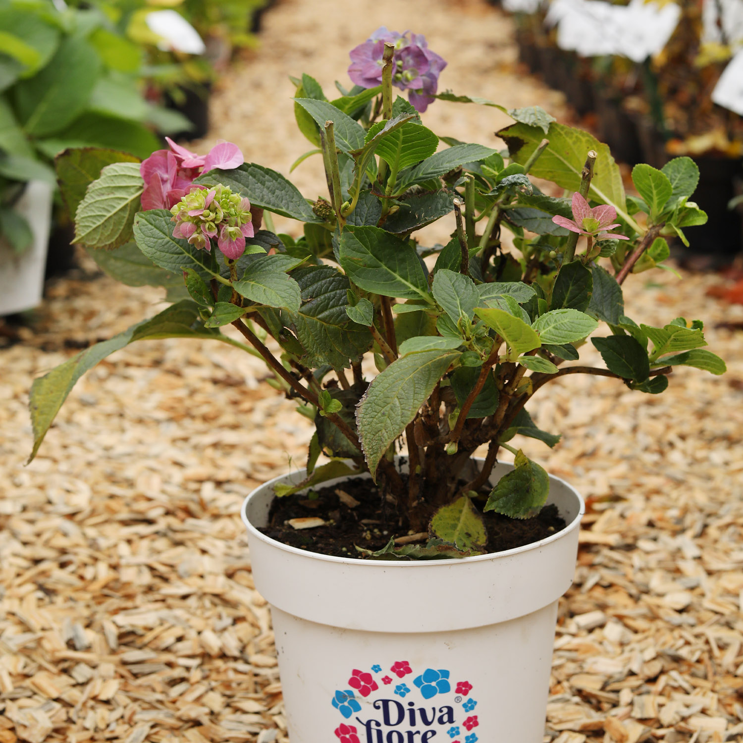 Ballhortensie 'Diva fiore' ® blau Lieferform: Im 5 Liter Topf