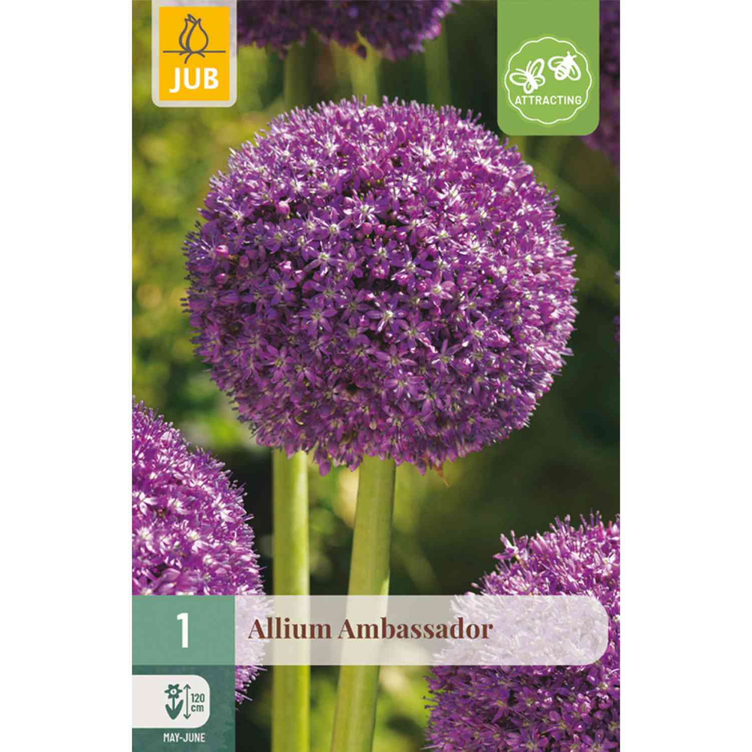 Allium 'Ambassador' - 1 Stück