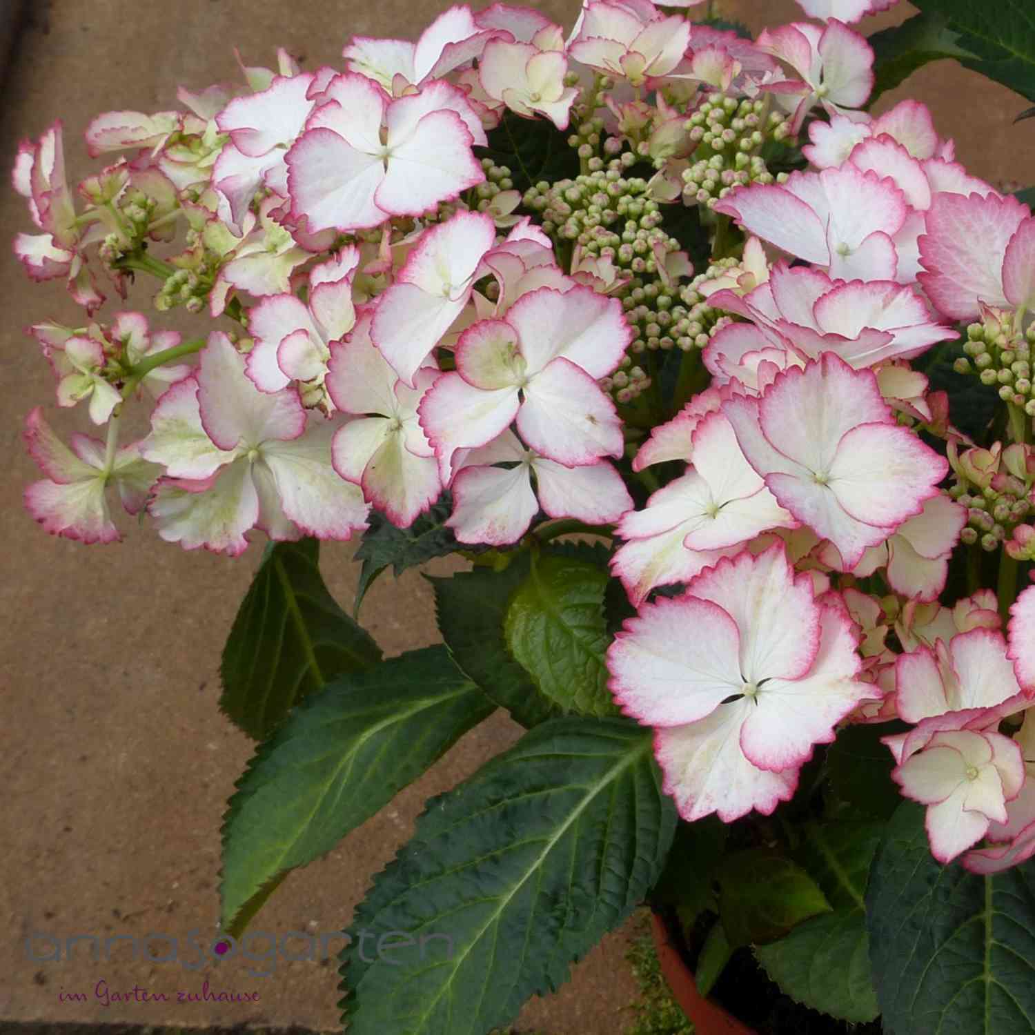 Gartenhortensie 'Love you Kiss'