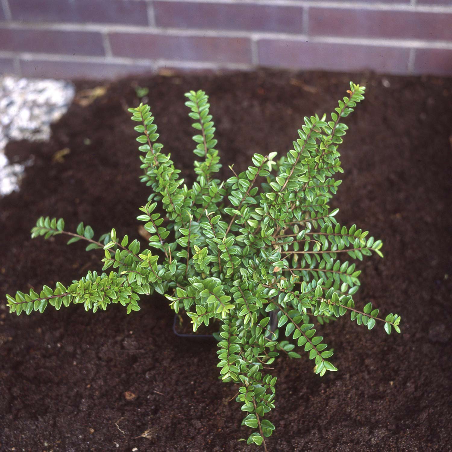 Heckenmyrte 'Maigrün' P1 20/30 Liefergröße: 20-30 cm