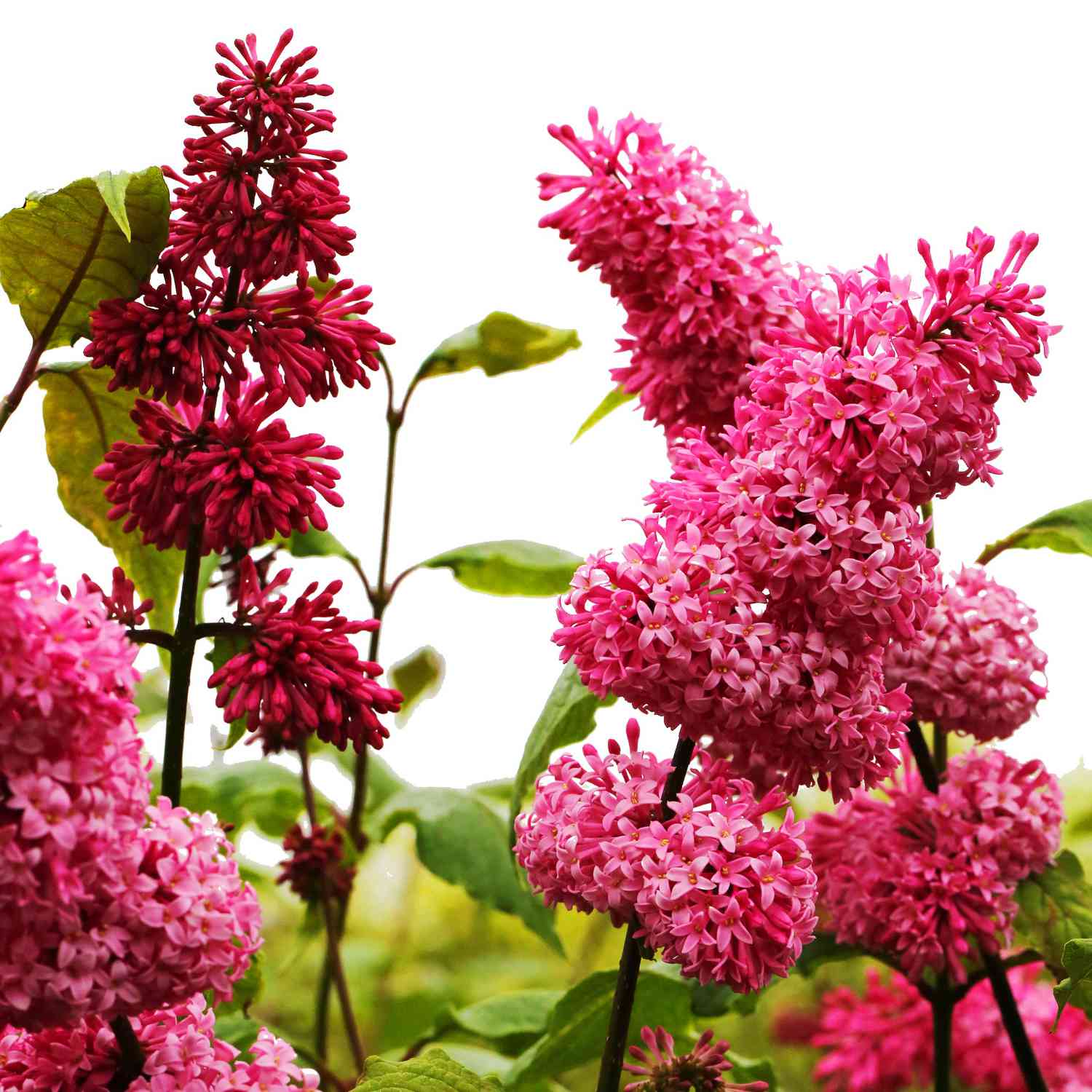 Botanischer Flieder 'Miss Canada'