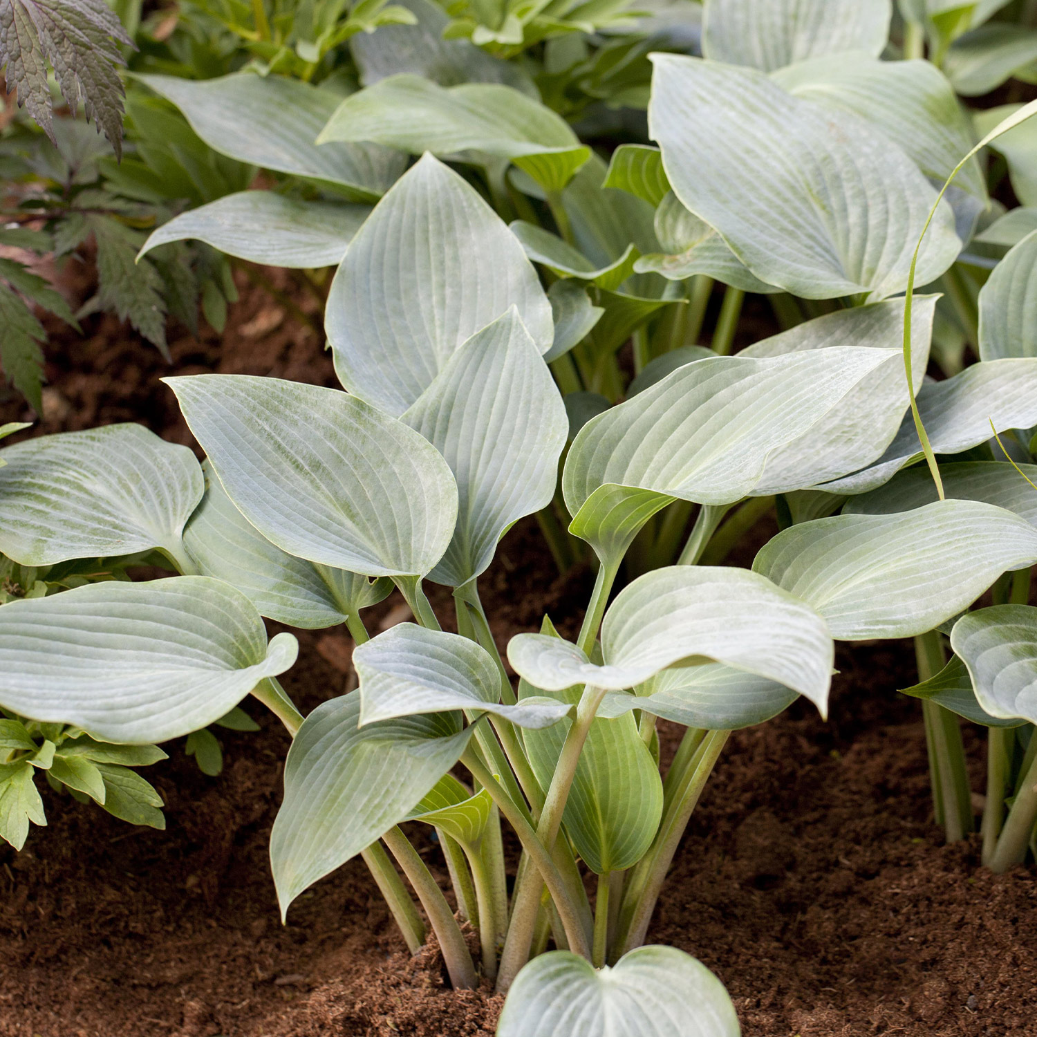Graublaue Funkie 'Halcyon' Lieferform: Im 2 Liter Topf