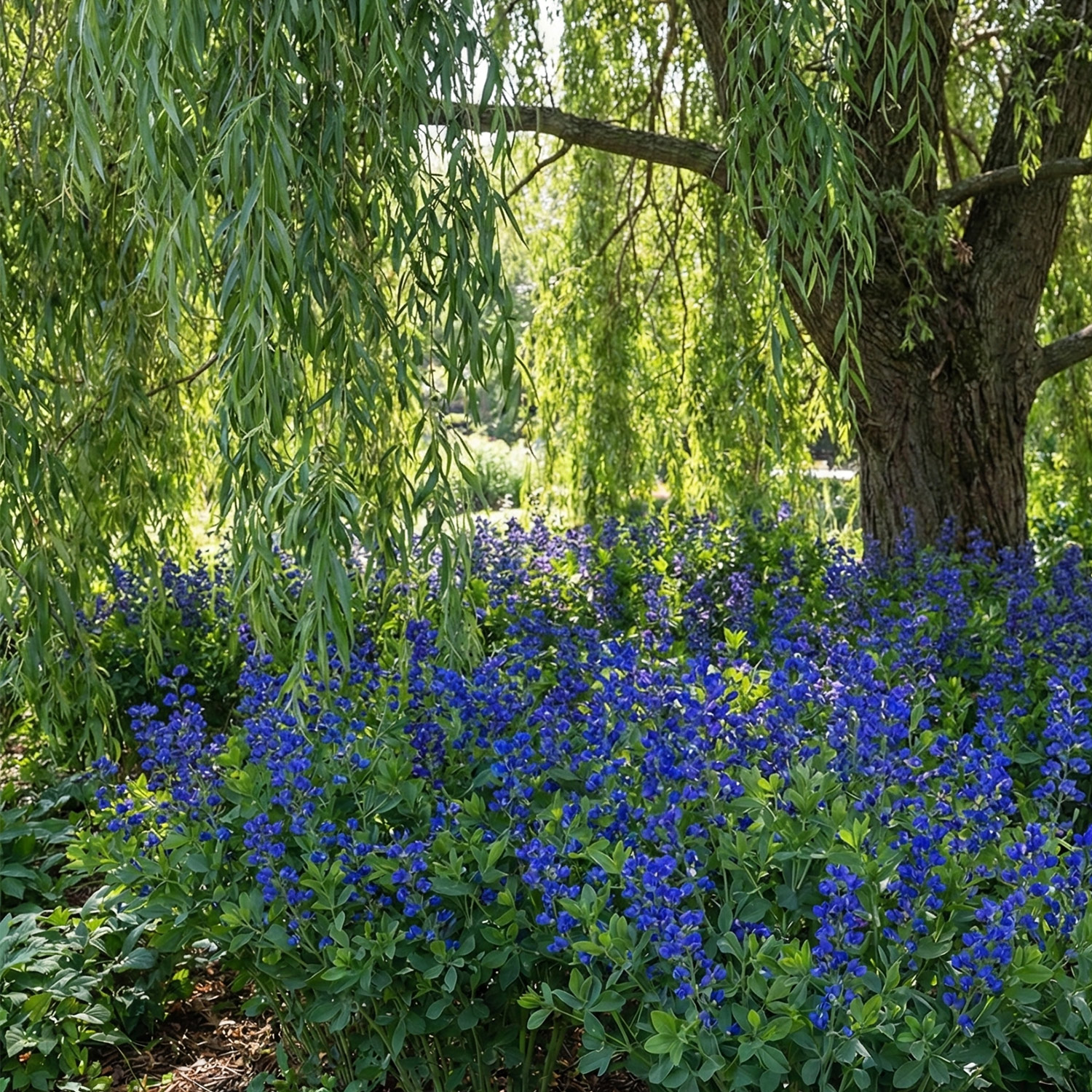Blaue Färberhülse 'Blue Bubbly'