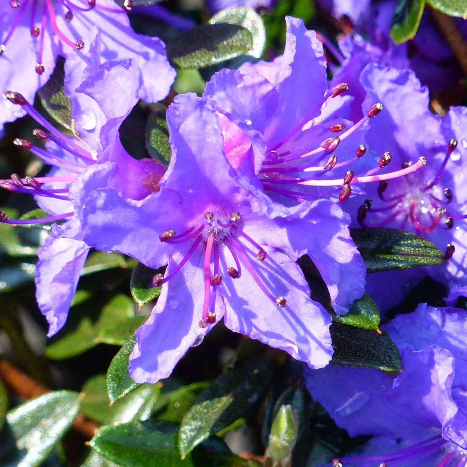 Kleinblättriger Rhododendron 'Saint Merryn' Kleinblättriger Rhododendron 'Saint Merryn'