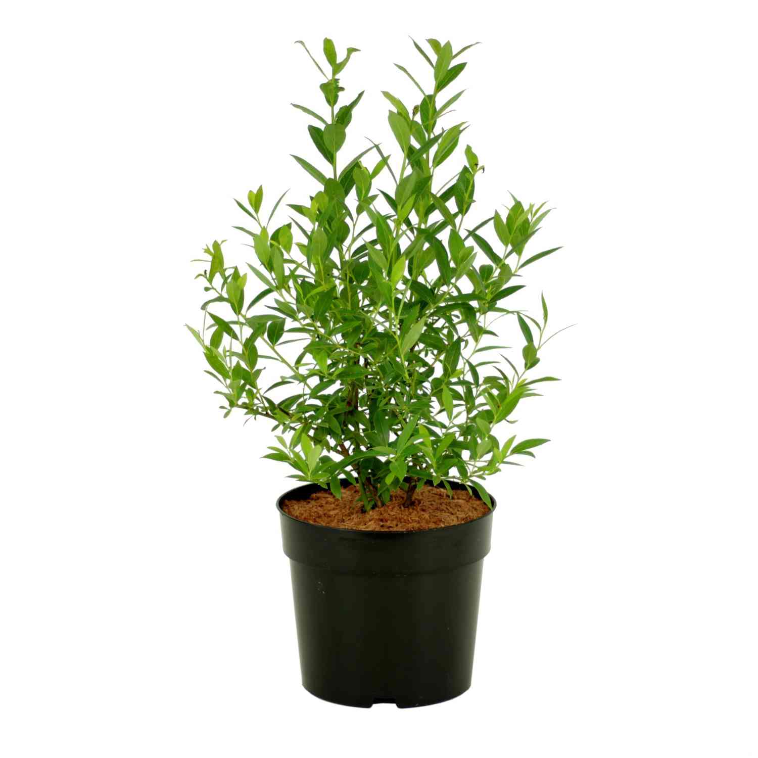 Heidelbeere 'Pink Lemonade®'