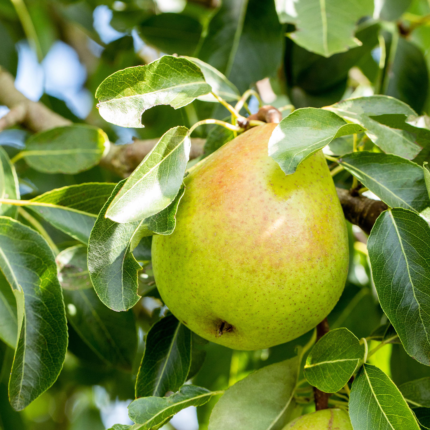 Birnen - Birne 'Condo', 5 - 7,5 Liter, 80 - 100 cm, 1j. Bu Liefergröße: 80 - 100 cm - Pyrus communis 'Condo'