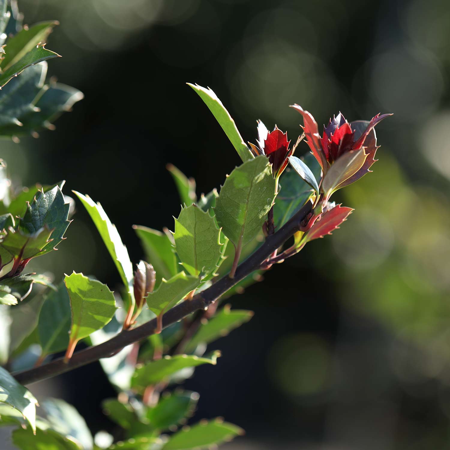 Stechpalme 'Heckenblau®'