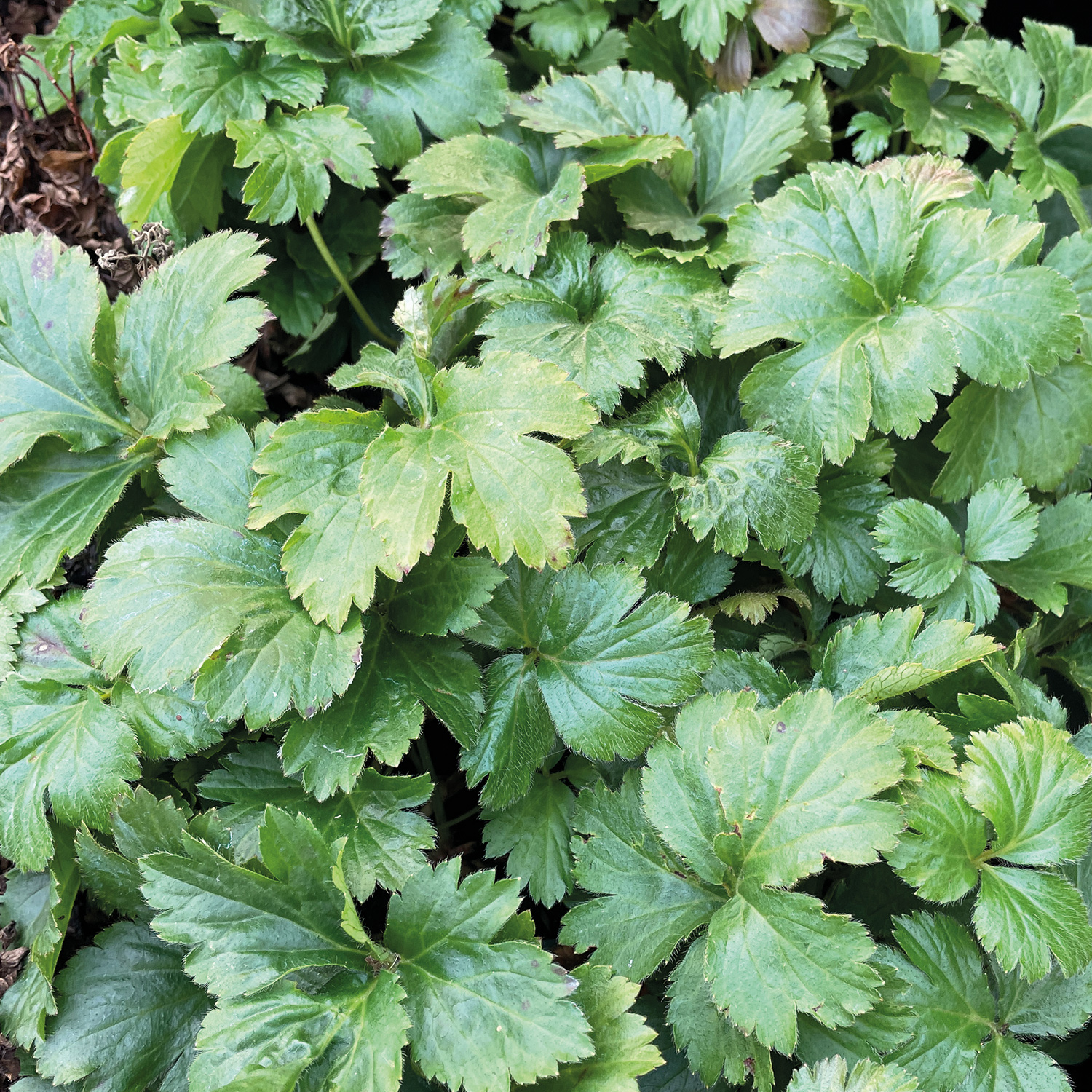 Erdbeere 'Honeoye'