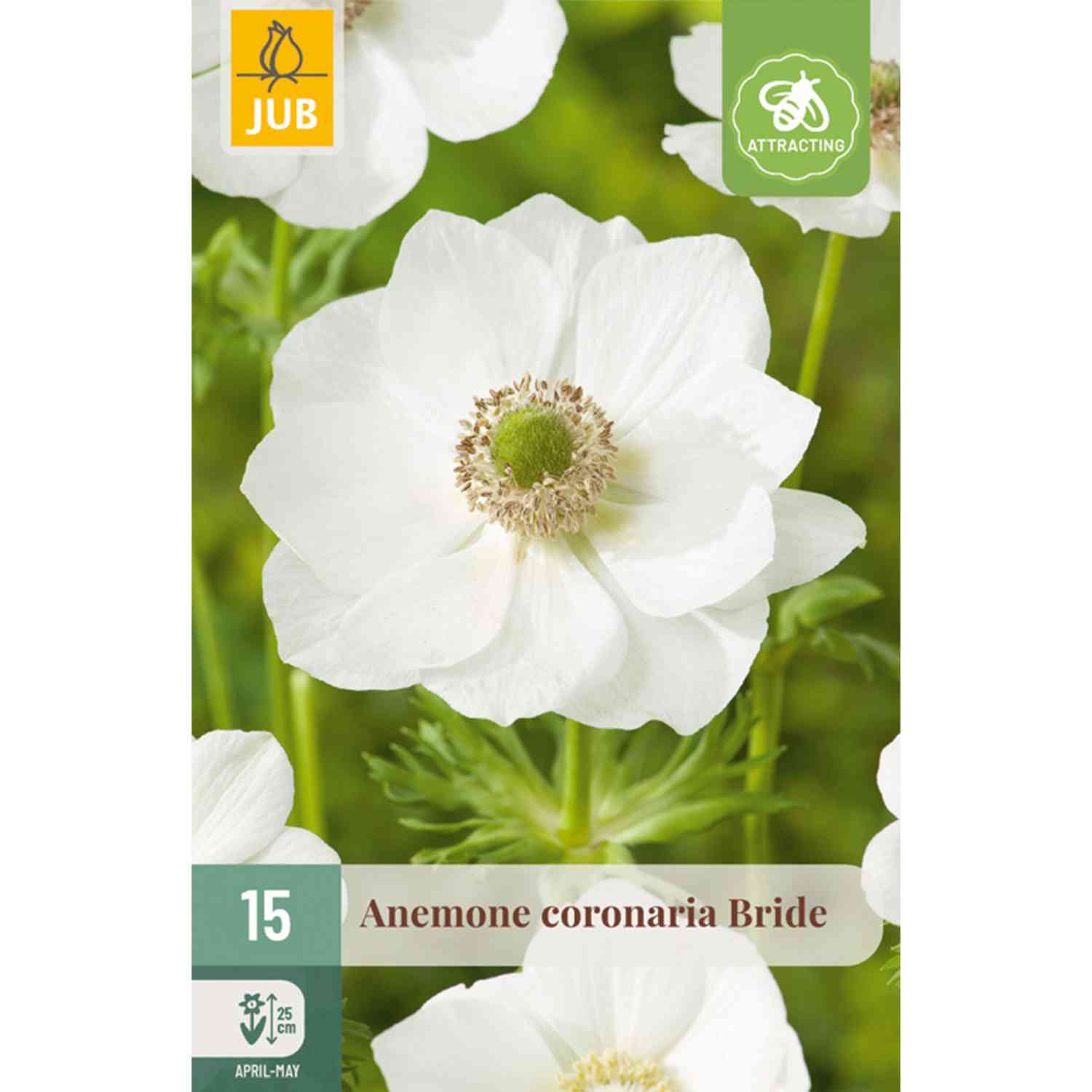 Garten-Anemone 'The Bride' - 15 Stück