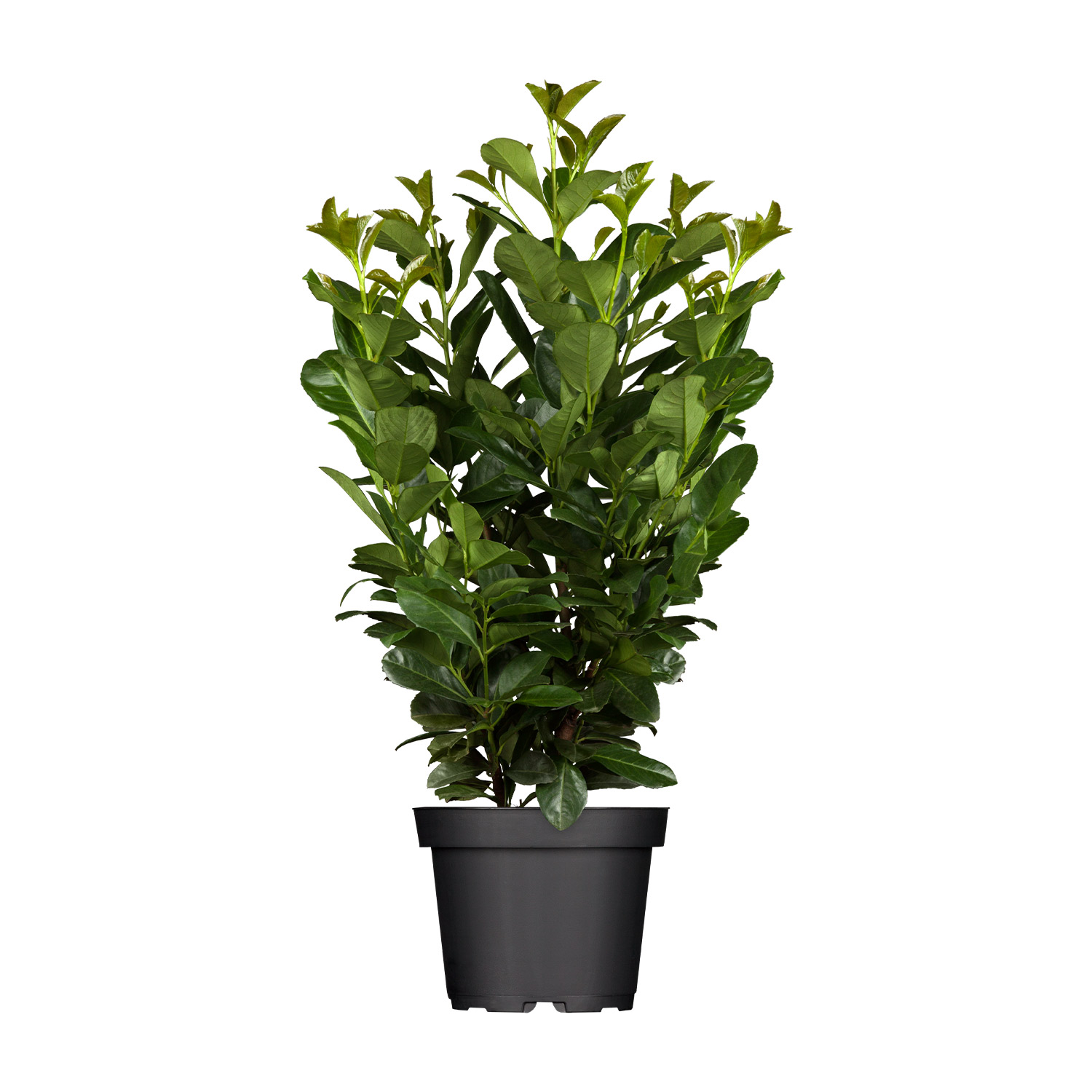 Kirschlorbeer 'Etna'