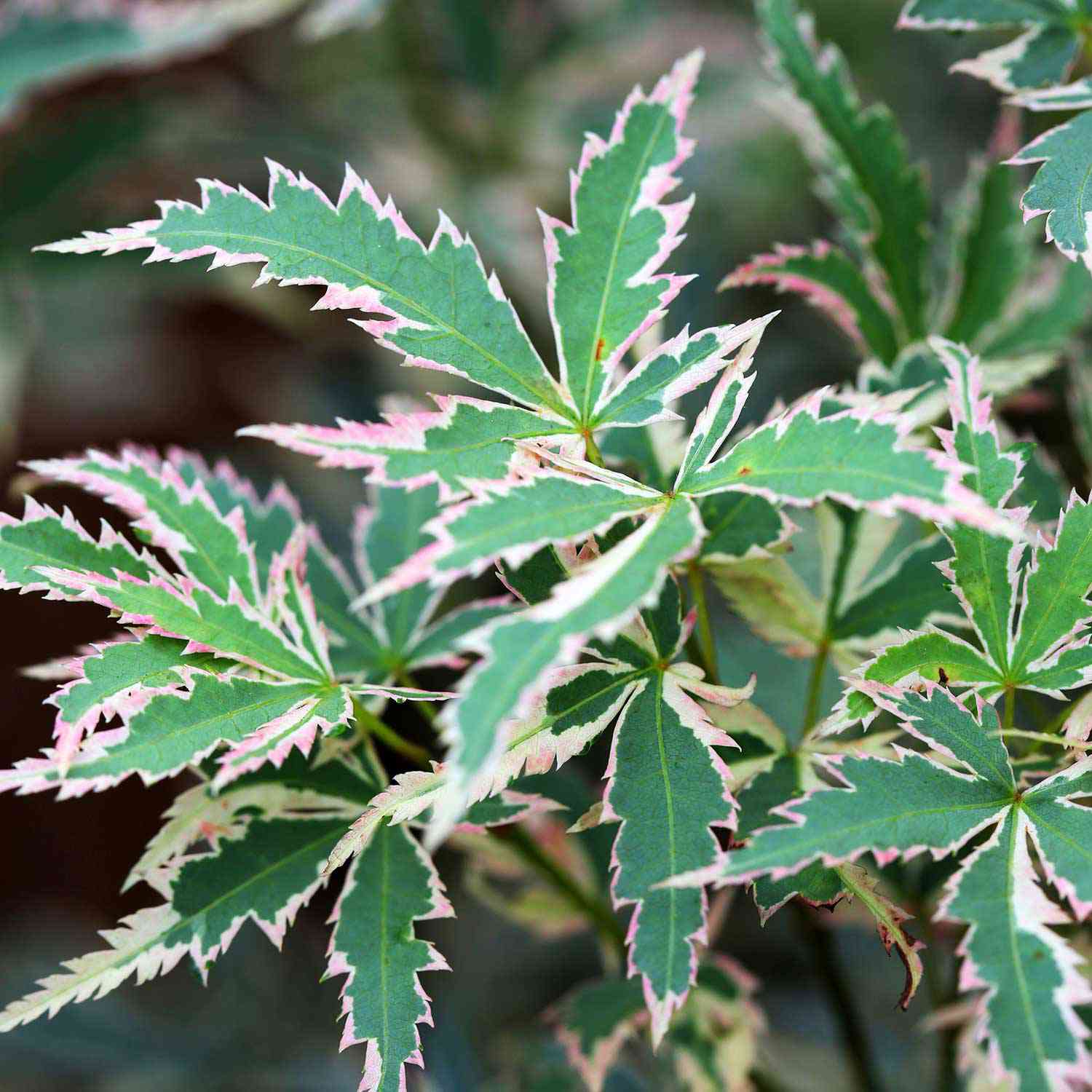 Fächerahorn 'Firecracker'