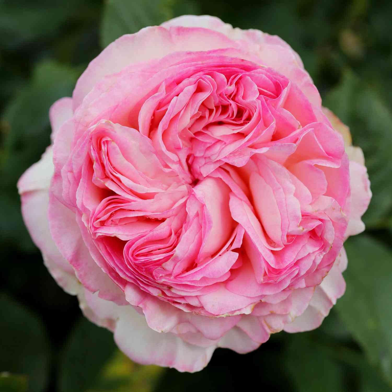 Kletterrose 'Mini Eden Rose®' Kletterrose 'Mini Eden Rose®'