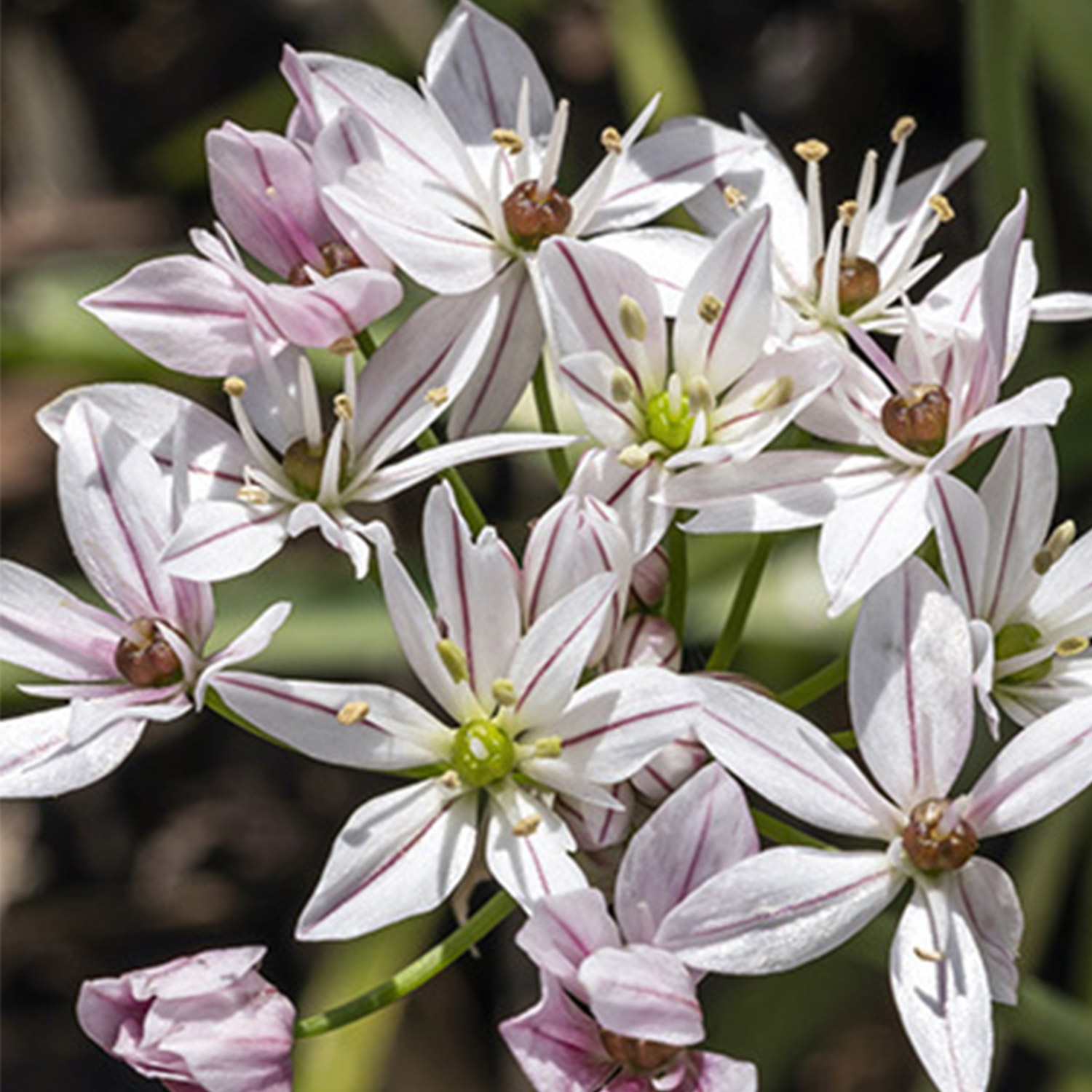 Allium 'Cameleon' - 10 Stück Liefergröße: Zwiebelgröße 4/+