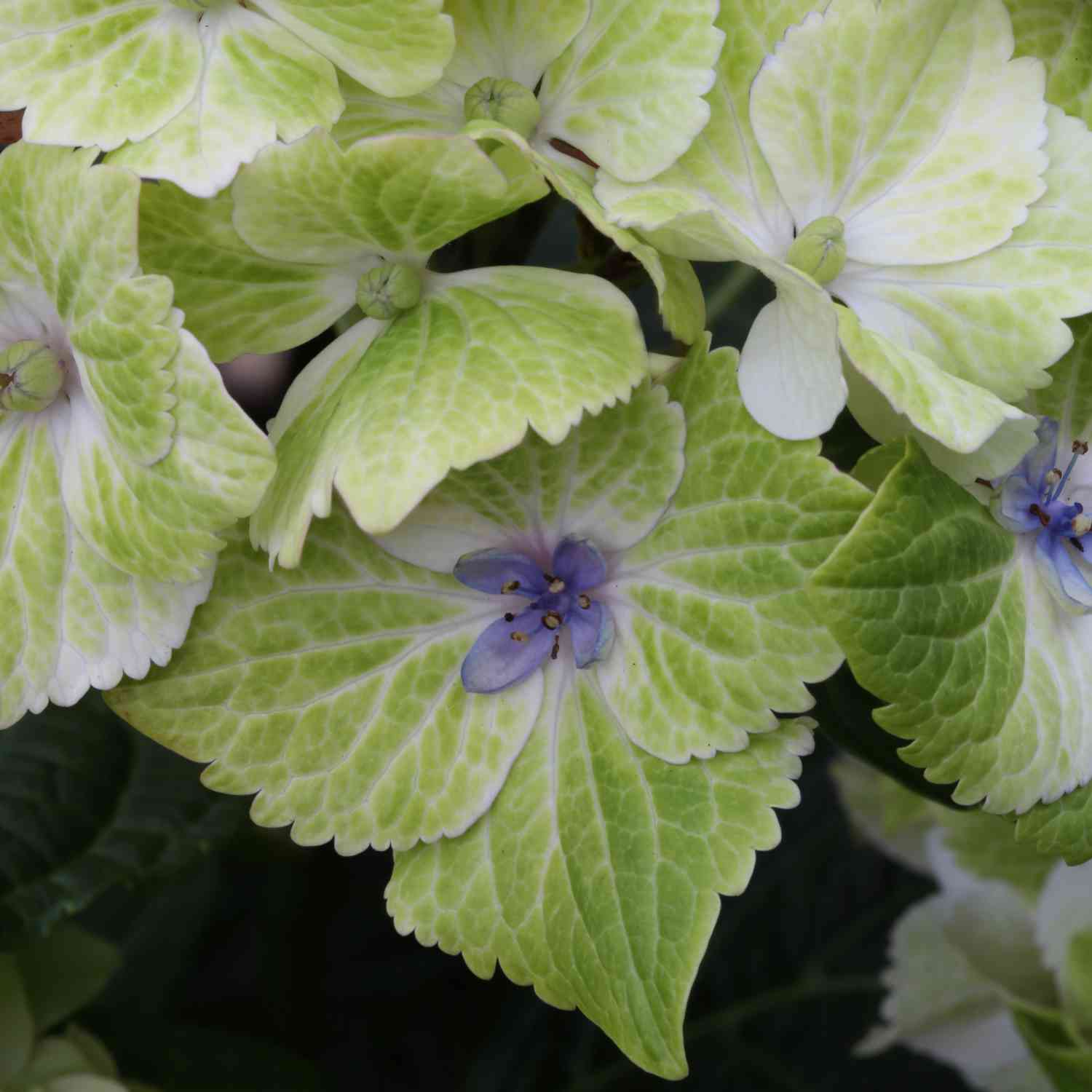 Hortensie Magical® 'Noblesse'