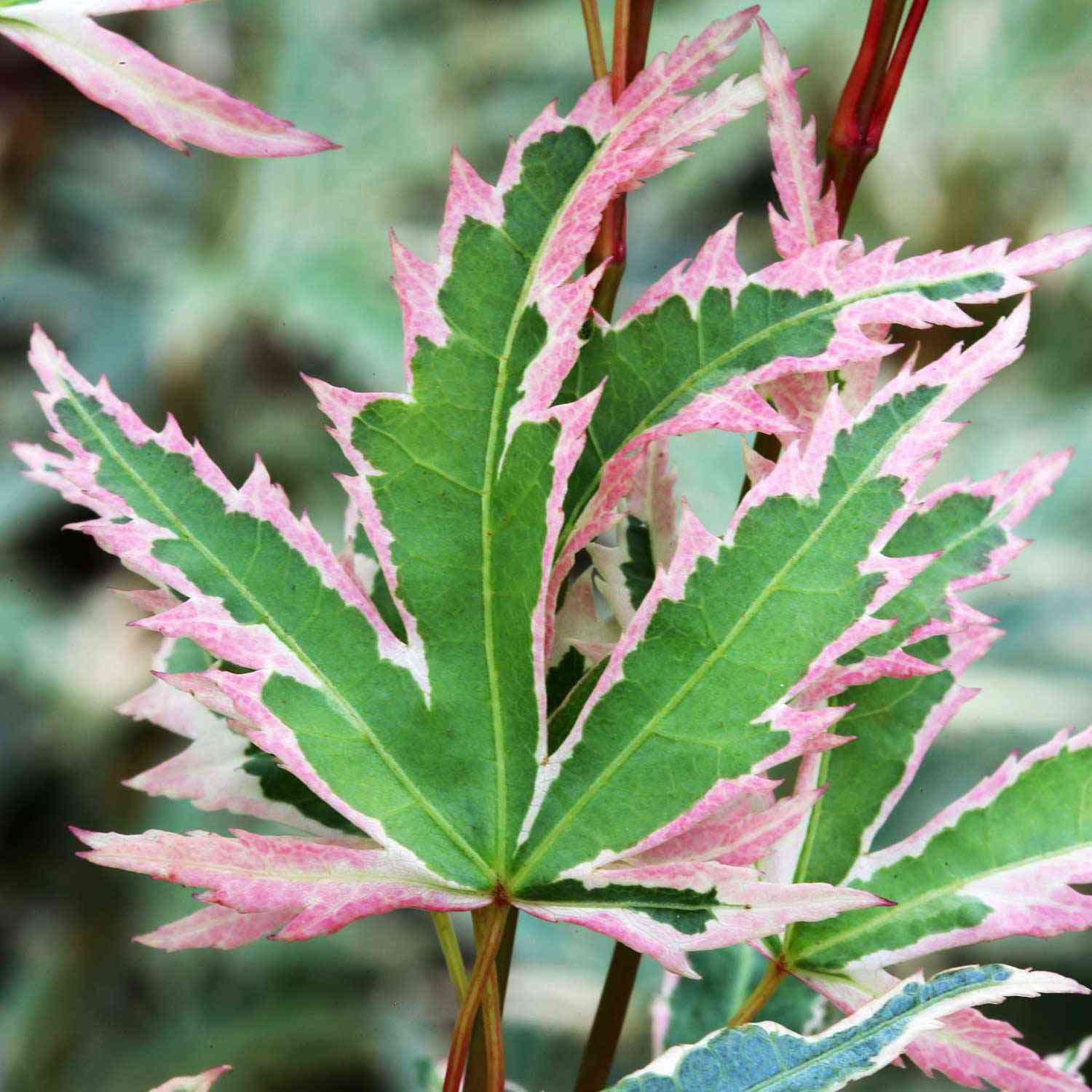 Fächerahorn 'Butterfly'