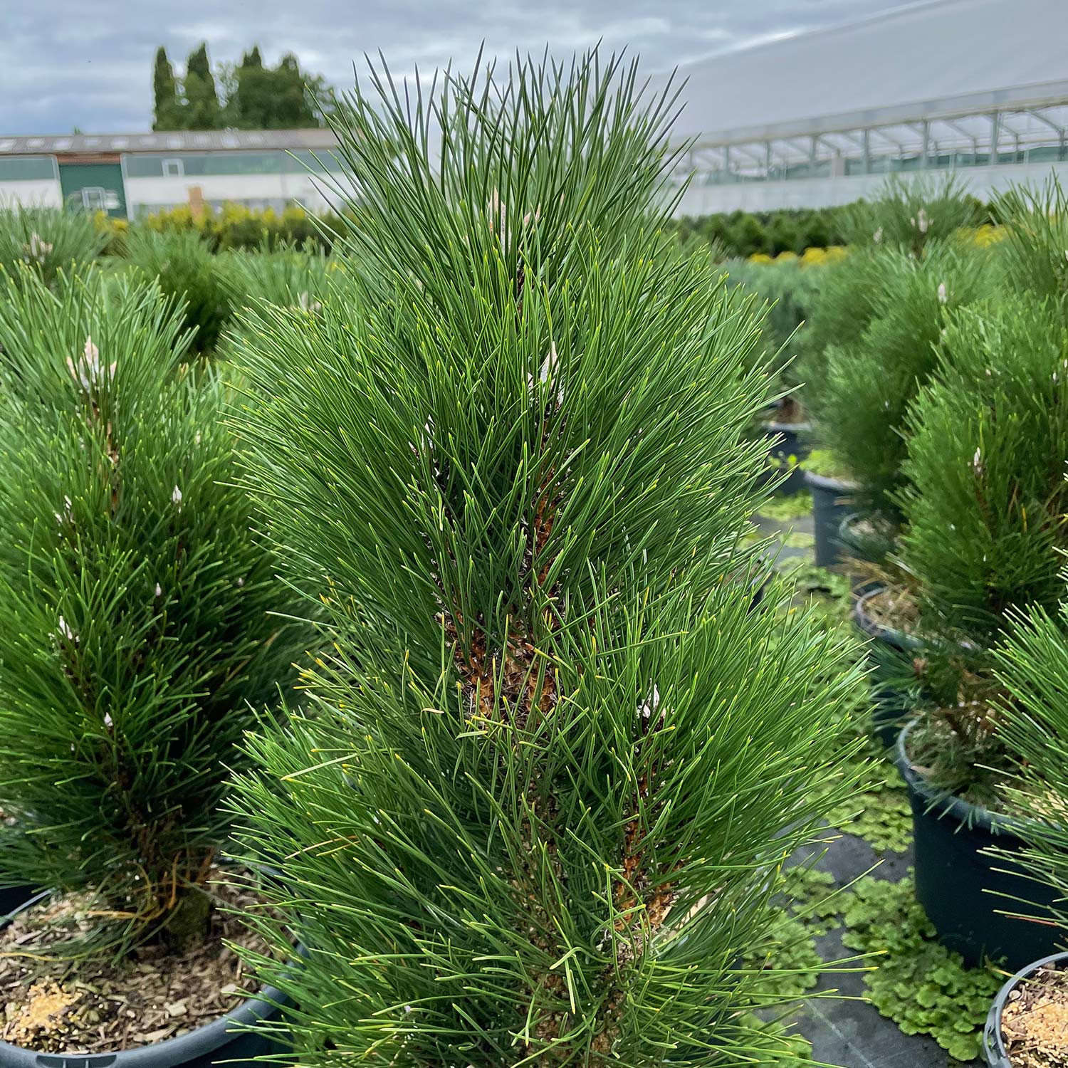 Säulenschwarzkiefer 'Green Tower' Säulenschwarzkiefer 'Green Tower'