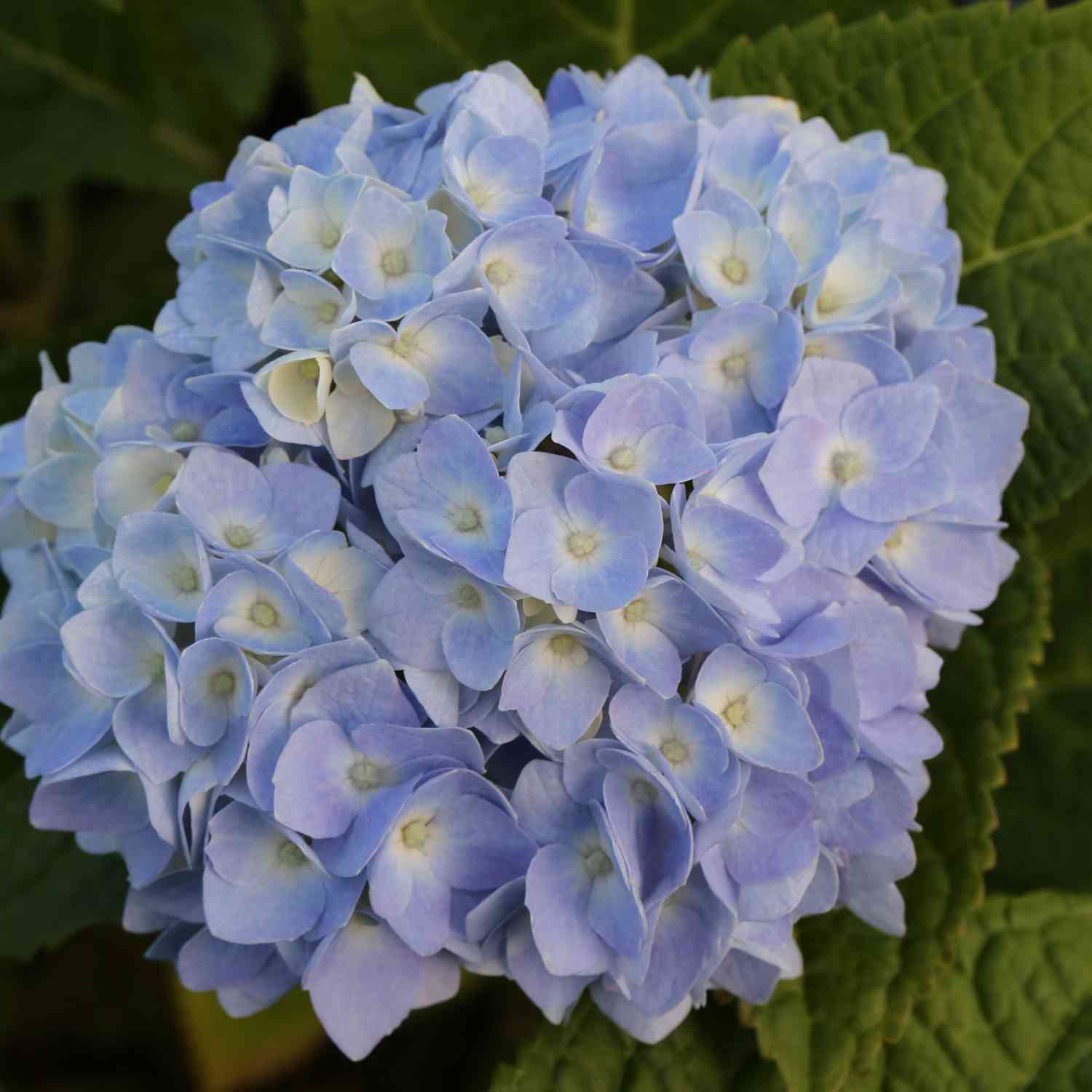 Hortensie Endless Summer® 'The Original Blue'