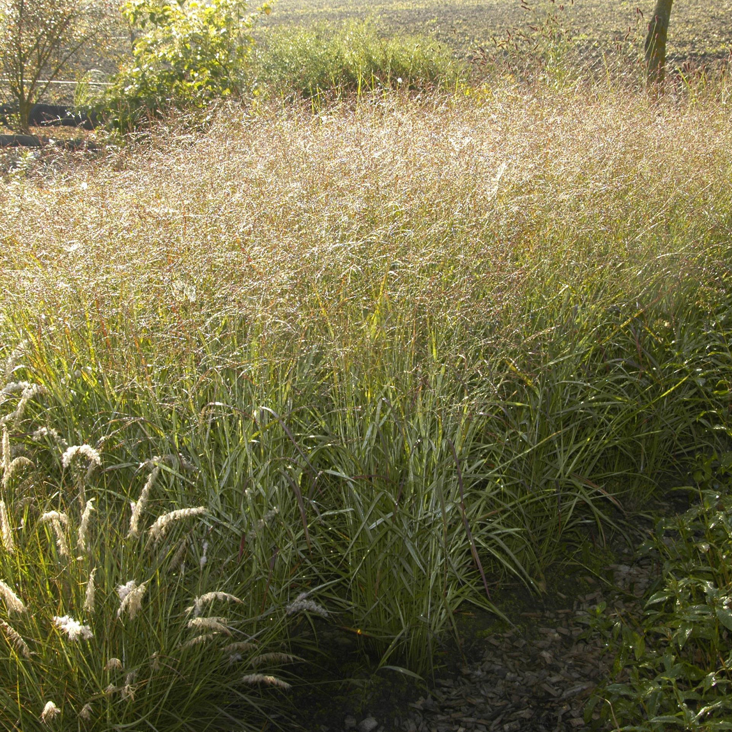 Purpur-Rutenhirse 'Shenandoah'