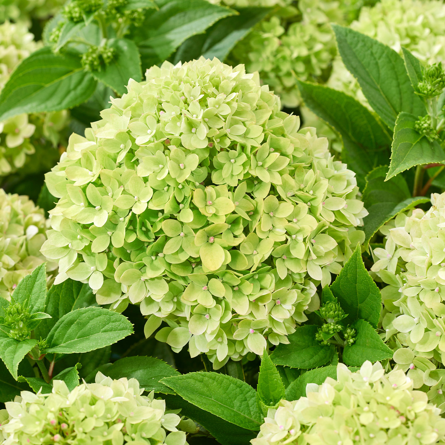 Zwerg-Rispenhortensie 'Groundbreaker® Ruby'