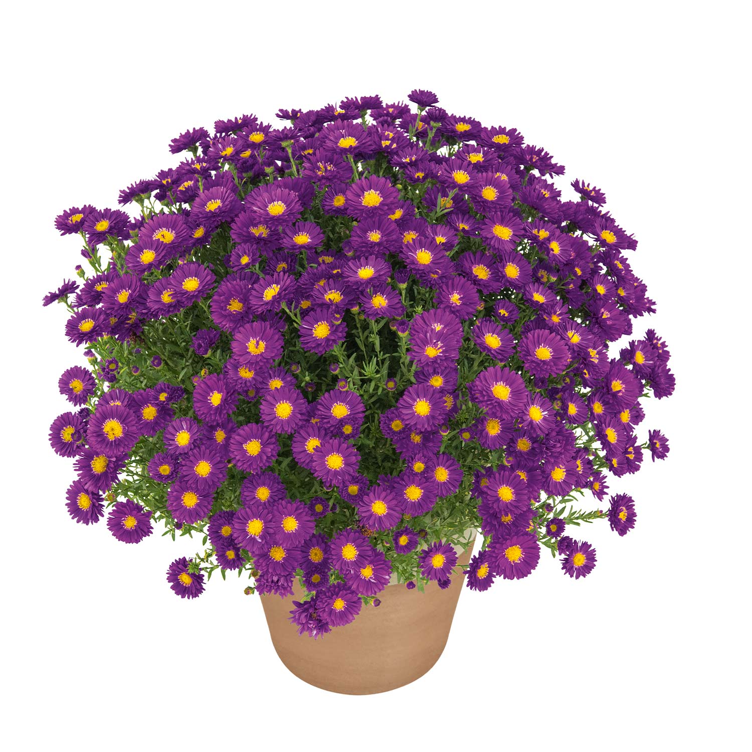 Kissen-Aster 'Turmalin®' - Aster Tumalin - C3 Lieferform: Im 3 Liter Topf