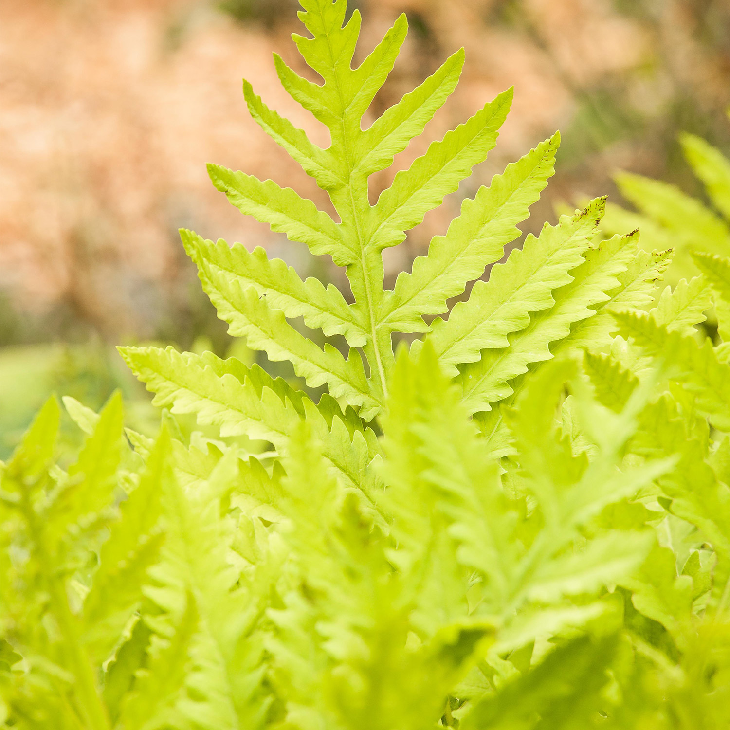 Europäischer Straußenfarn