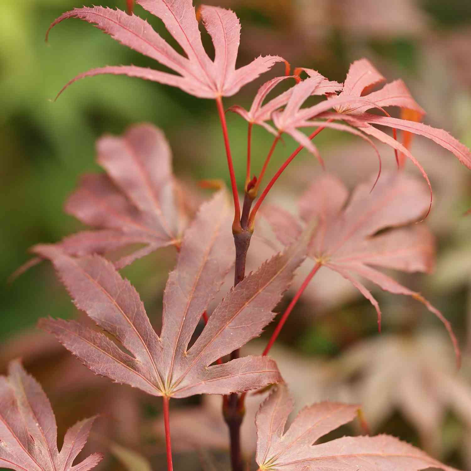 Roter Fächerahorn 'Oregon Sunset'