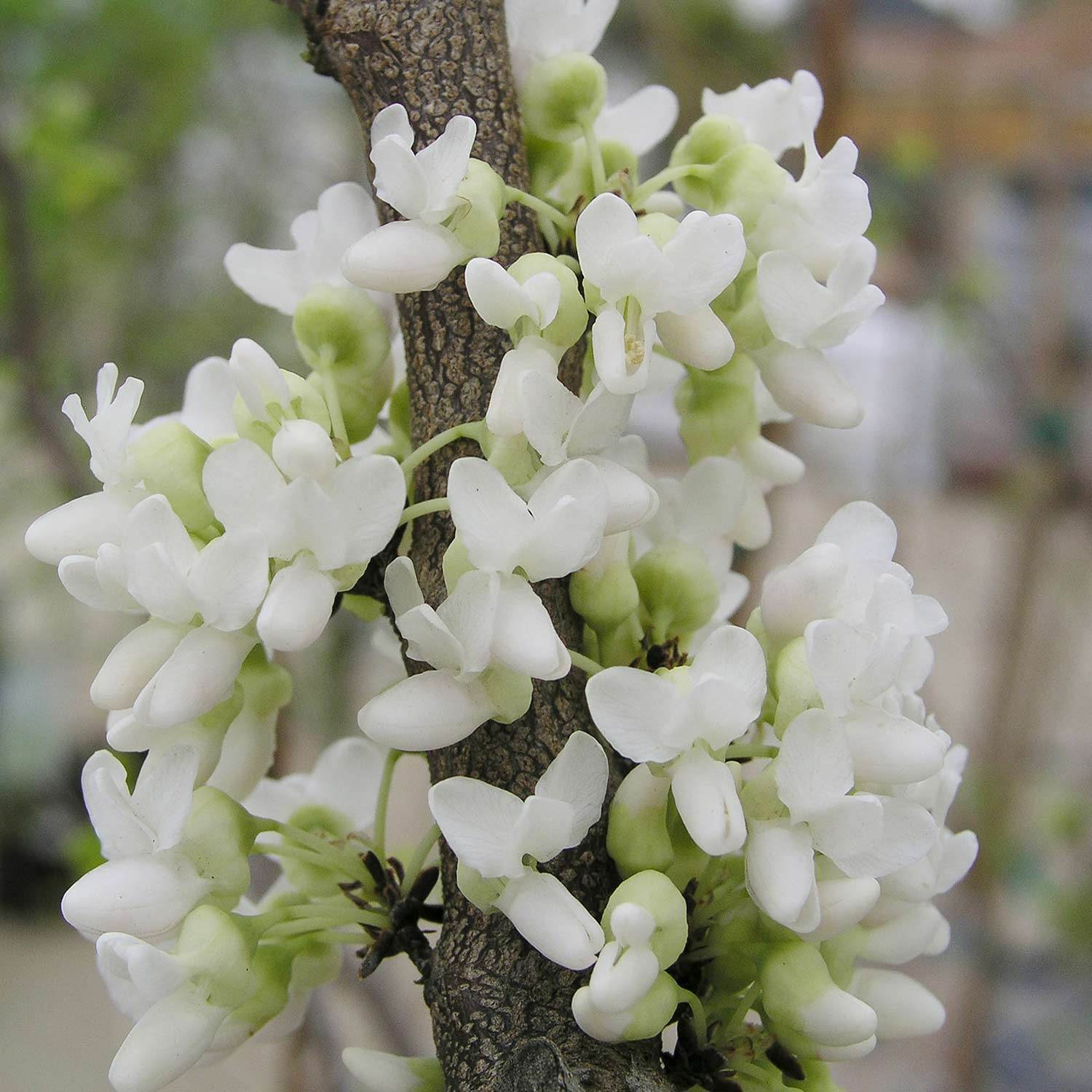 Kategorie <b>Rhododendren, Azaleen und Heide </b> - Chinesischer Judasbaum 'Shirobana', C5 60 - 80 cm Liefergröße: 60 - 80 cm - Cercis chinensis 'Shirobana'