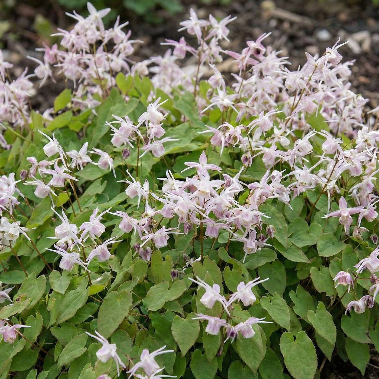 Kategorie <b>Stauden </b> - Elfenblume 'Akebono' Lieferform: Im 9 cm Topf - Epimedium 'Akebono'