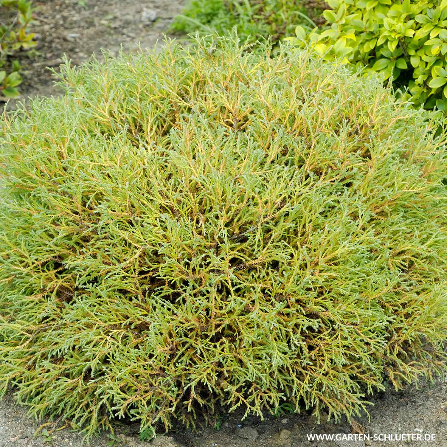 Abendländischer Lebensbaum 'Mr.Bowling Ball'