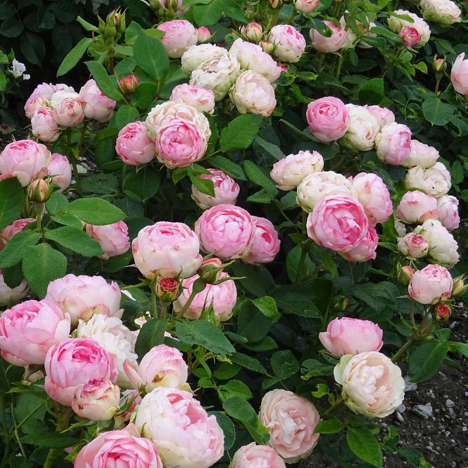 Kategorie <b>Edelrosen </b> - Edelrose 'Lovely Rokoko' Lieferform: Im 6 Liter Topf - Rosa Lovely Rokoko