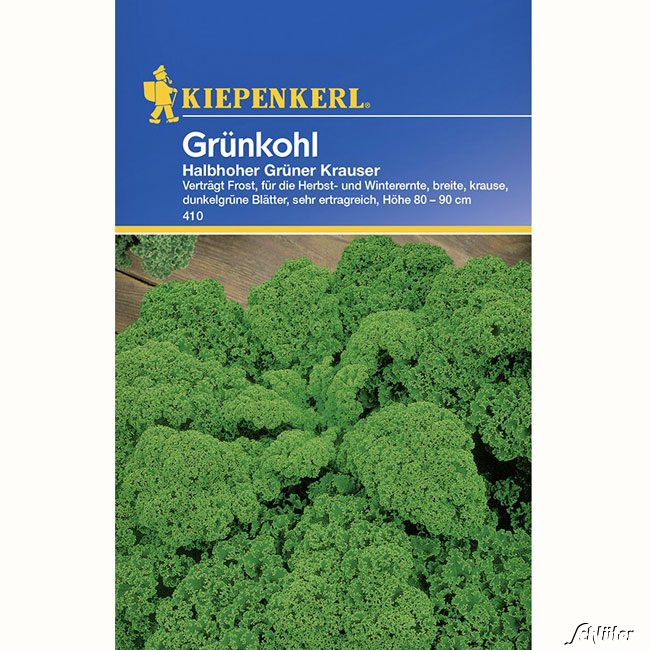 Grünkohl 'Halbhoher grüner Krauser' Lieferform: Portionssaatgut