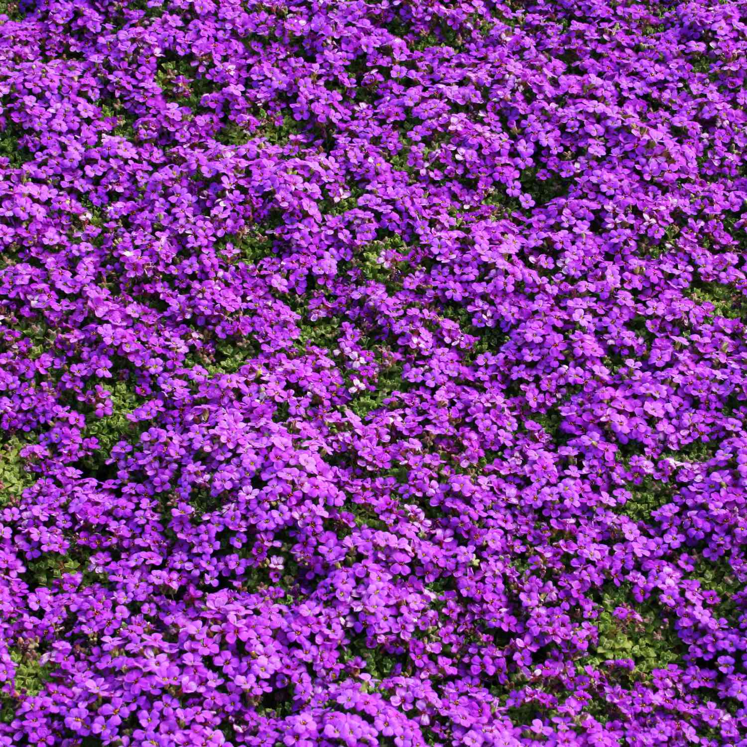 Blaukissen 'Hamburger Stadtpark'