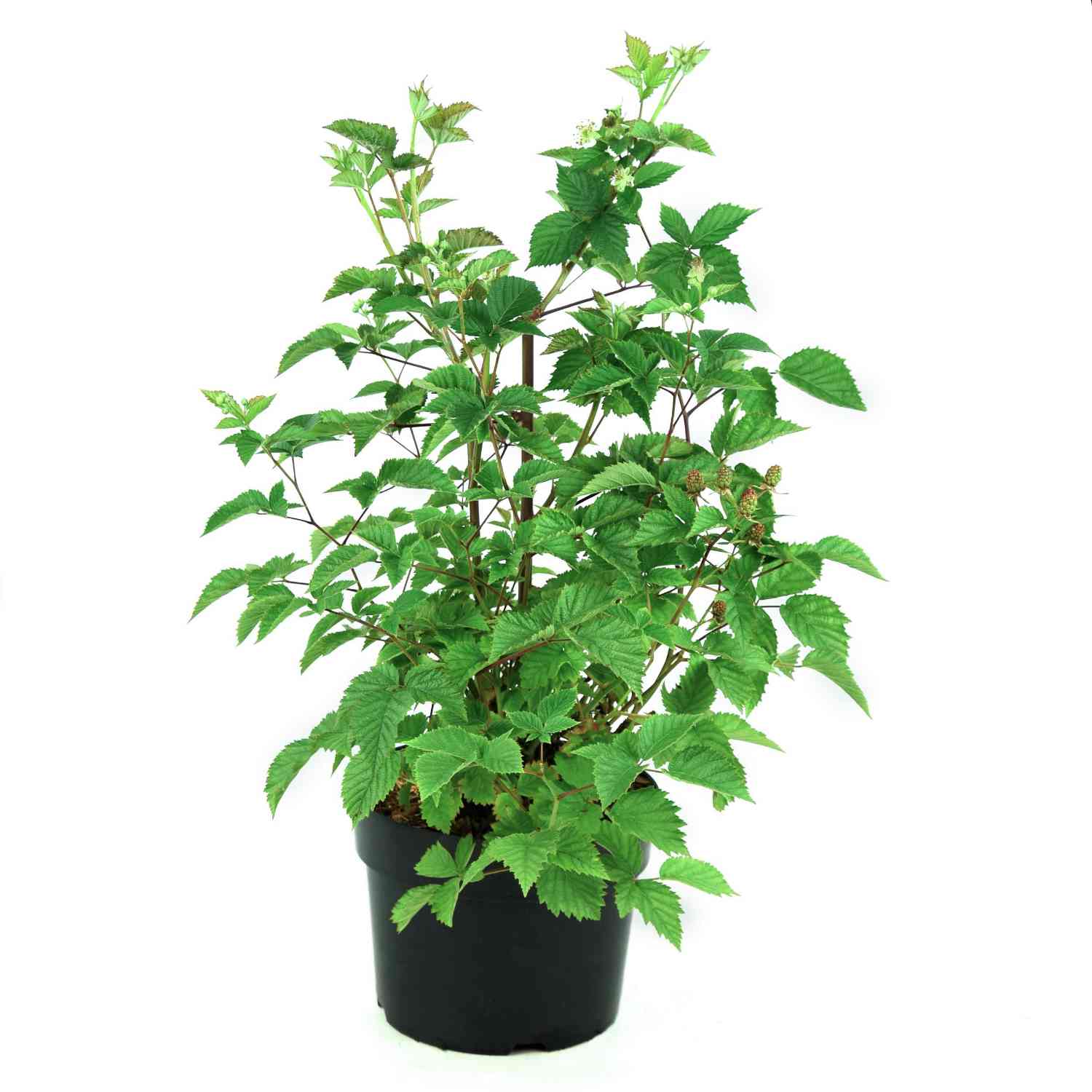 Dornenlose Brombeere 'Navaho® Summerlong®'