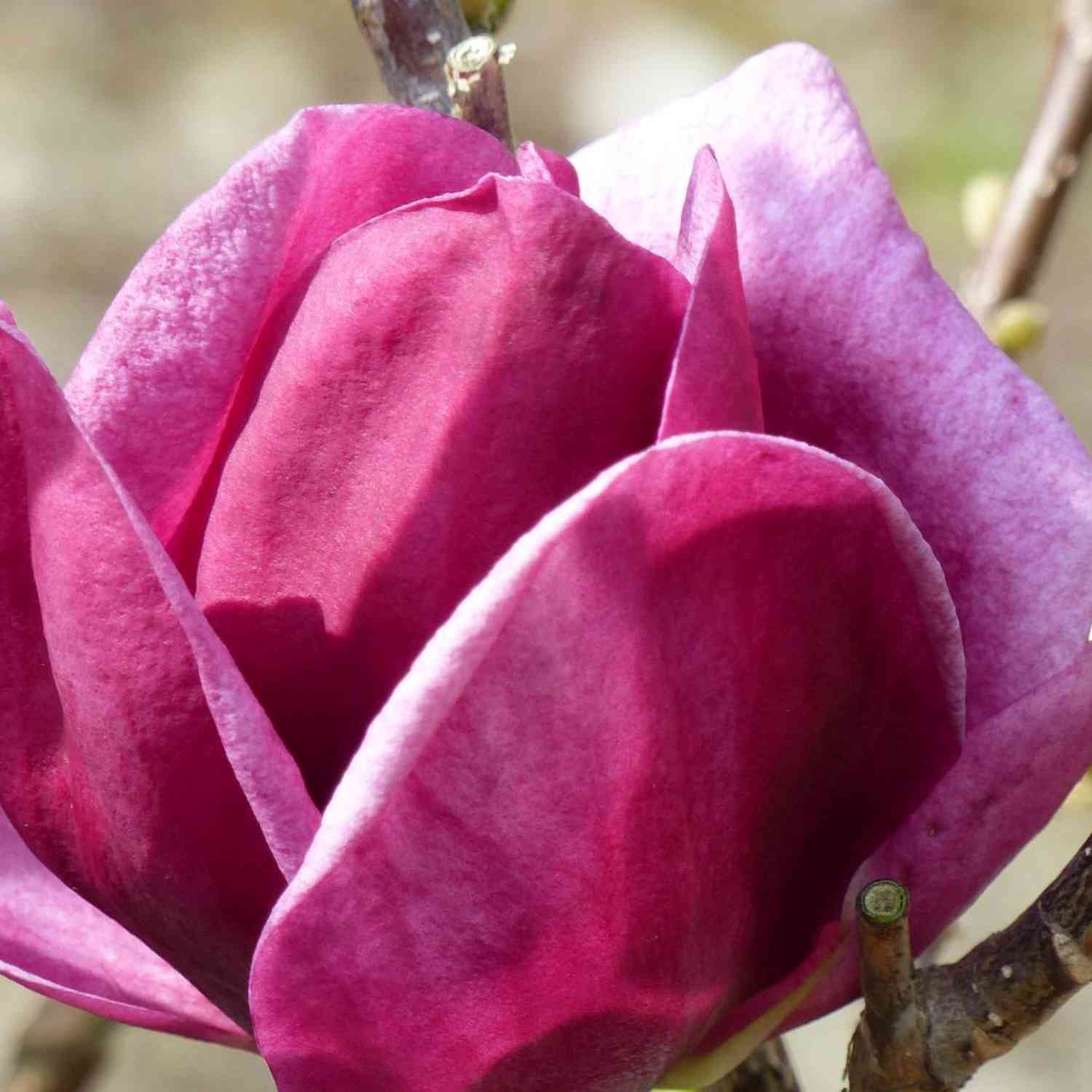 Magnolie 'Genie®' Magnolie 'Genie®'