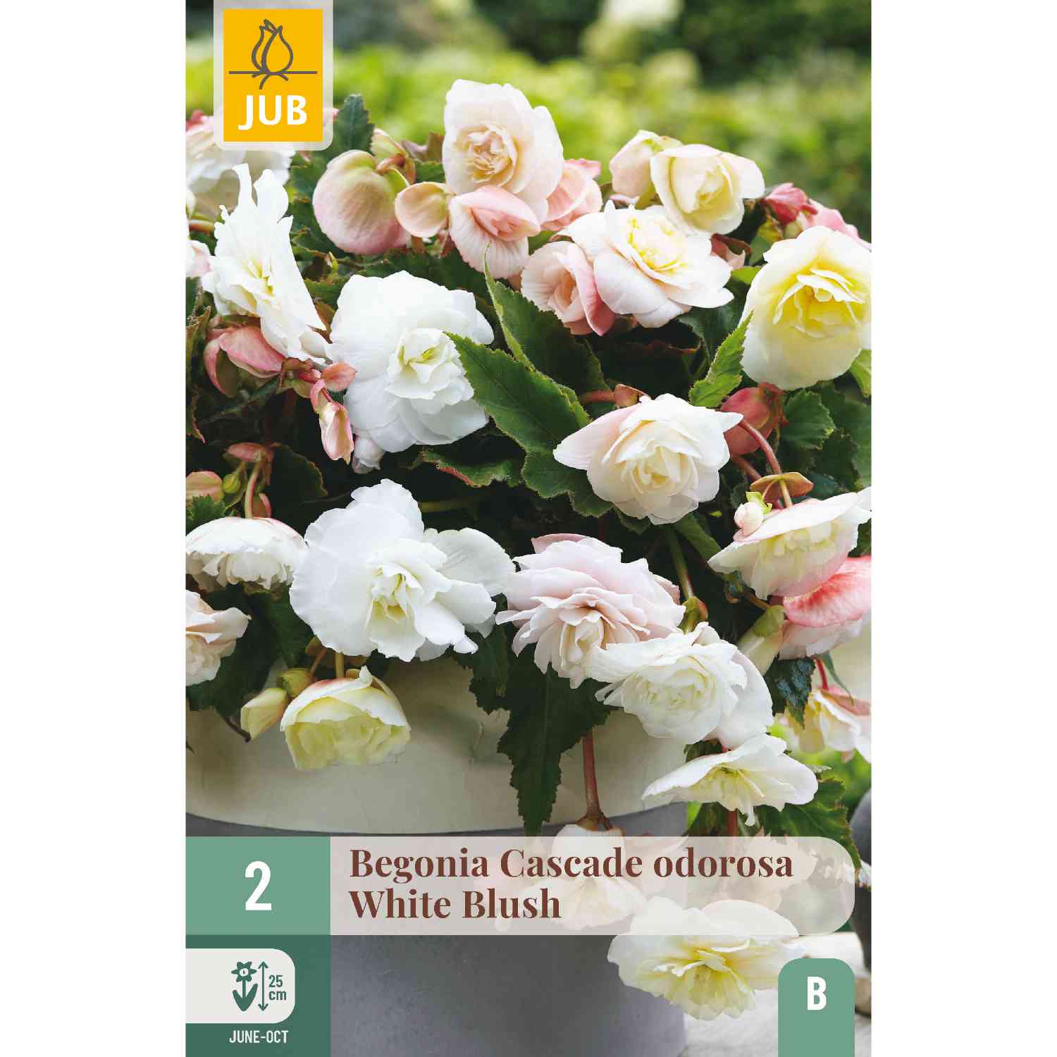 Duftende Kaskadenbegonie 'White Blush', 2 Stück