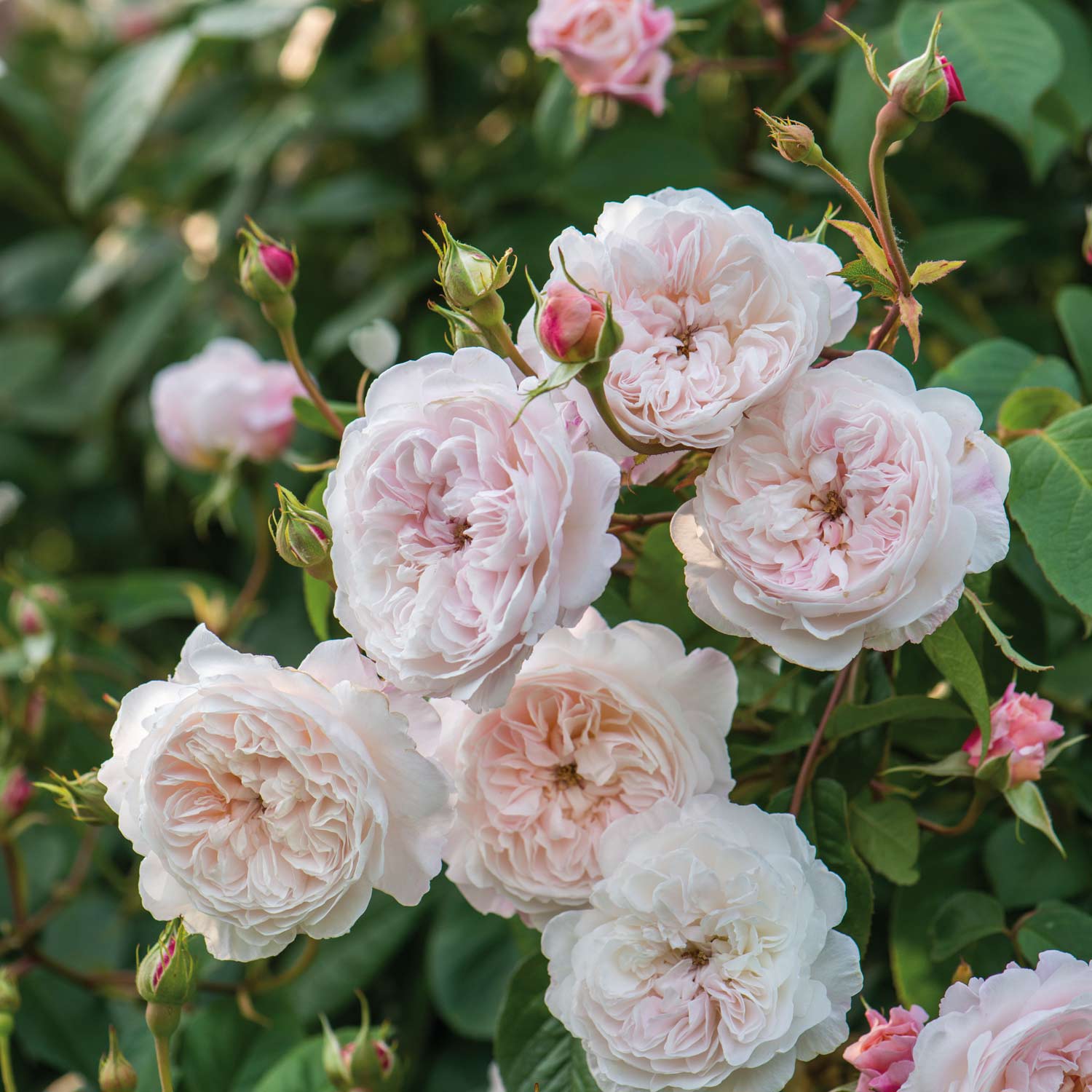 David Austin Rose 'The Albrighton Rambler ®', 5 Liter, A-Qualität, 2 -3 starke Triebe Liefergröße: zwei bis drei starke Triebe