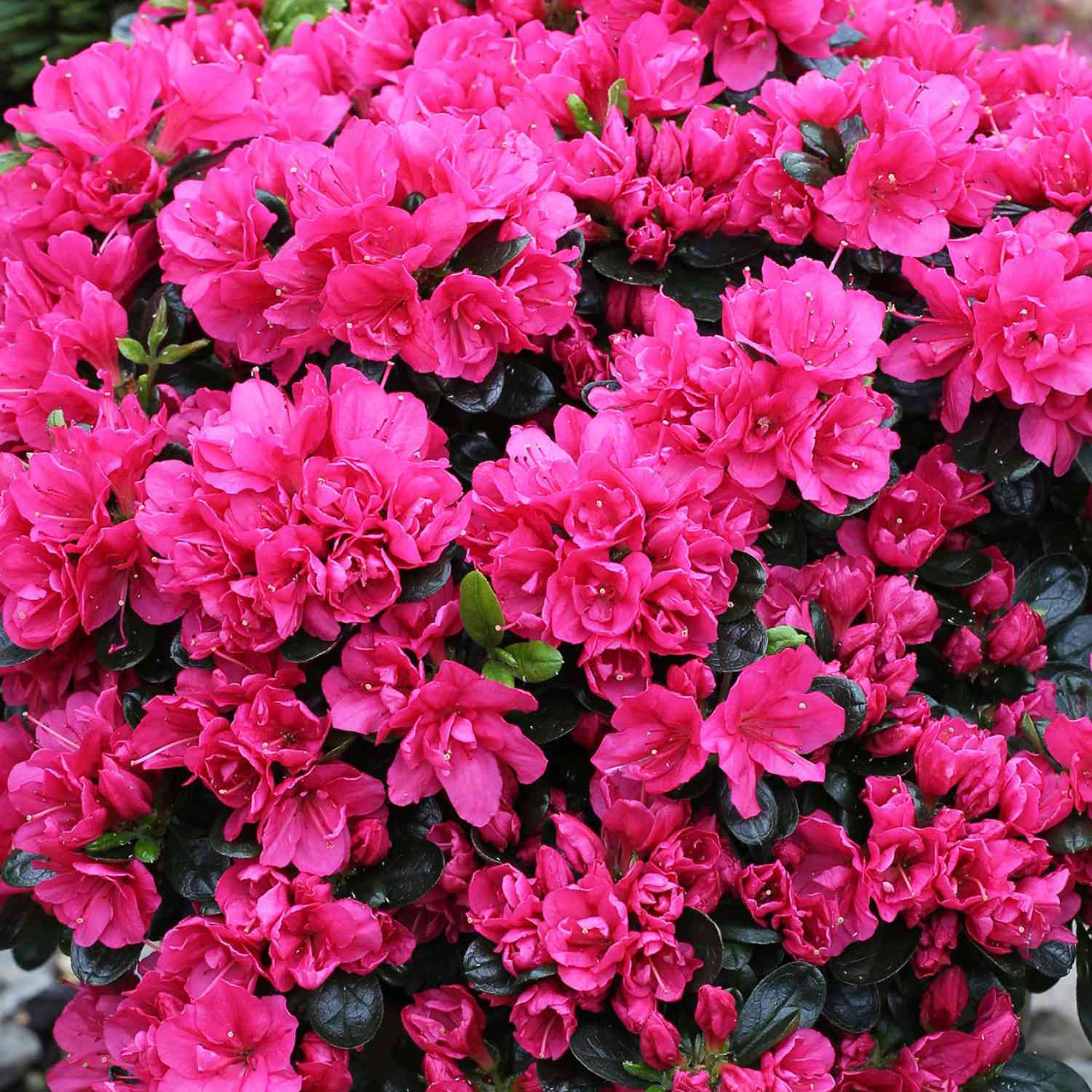 Japanische Azalee 'Canzonetta'