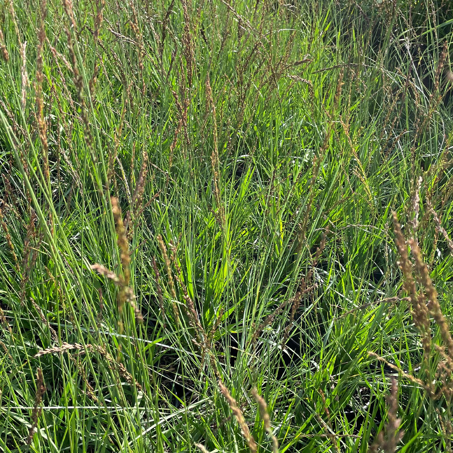 Kategorie <b>Gräser </b> - Rosa Haargras - Urform Lieferform: Im 1,3 Liter Topf - Muhlenbergia capillaris