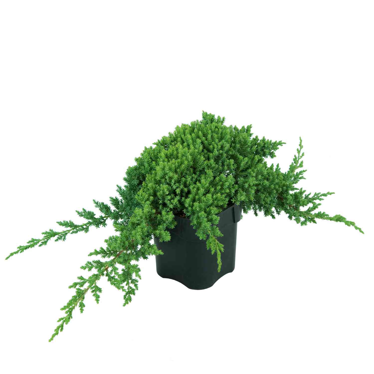 Japanischer Kriechwacholder 'Nana' Japanischer Kriechwacholder 'Nana'