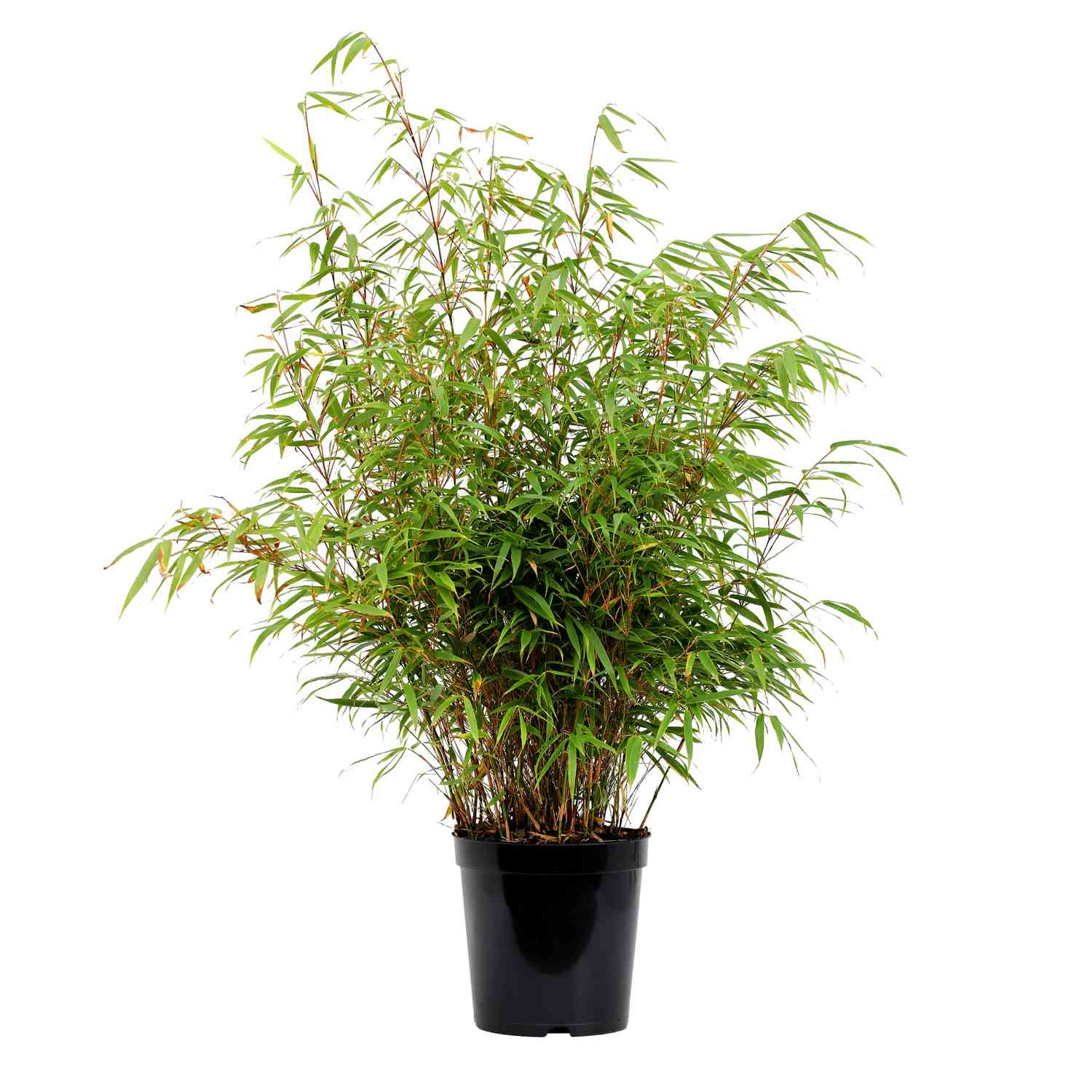 Schirmbambus 'Rufa' - ohne Ausläufer Schirmbambus 'Rufa' - ohne Ausläufer