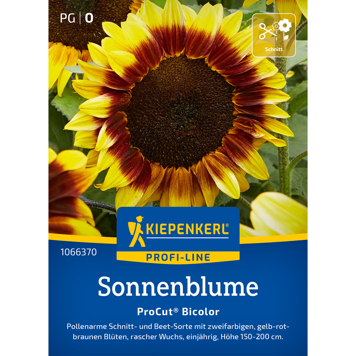 Zwiebel- und Knollenstauden - Sonnenblume 'Pro Cut Bicolor' Lieferform: Portionssaatgut - Helianthus annuus