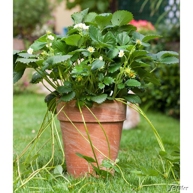 Erdbeere 'HUMMI®-Rimona' - 6 Stück Lieferform: 6 Pflanzen