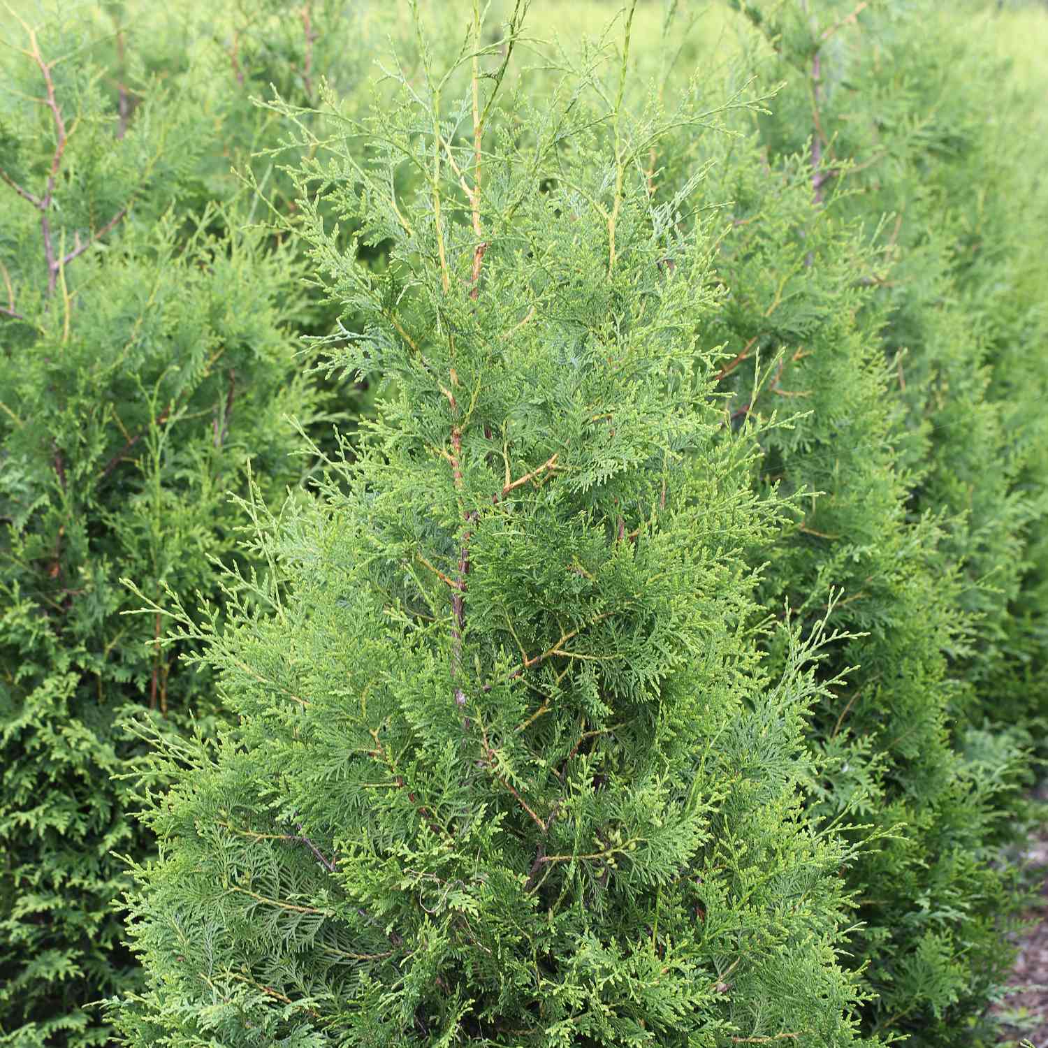 Lebensbaum - Thuja 'Brabant' Lebensbaum - Thuja 'Brabant'