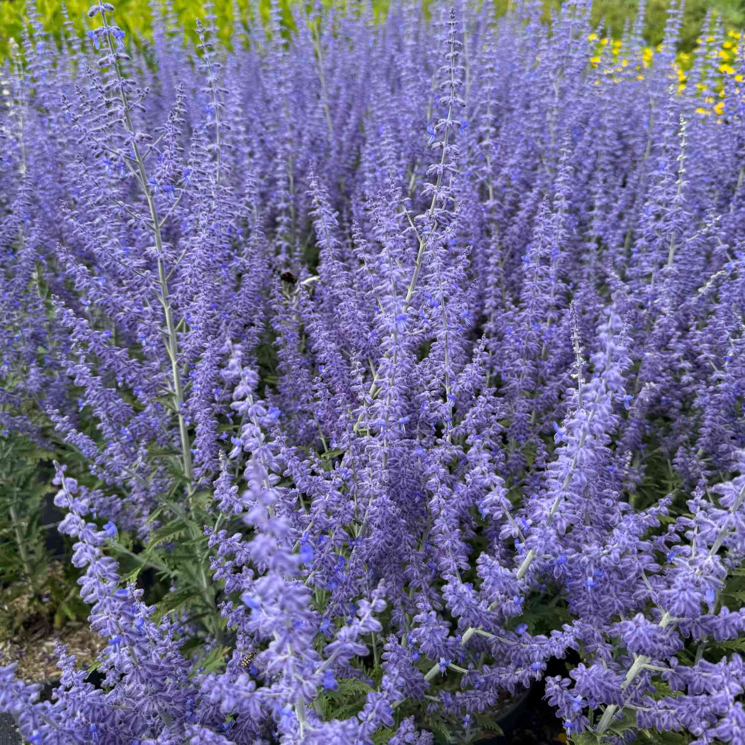 Blauraute 'Lacey Blue®'