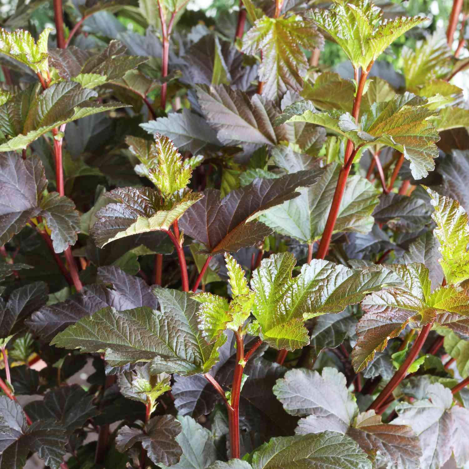 Fasanenspiere 'Diabolo'
