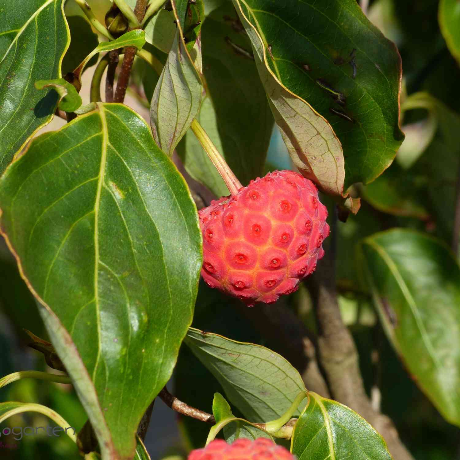 Blumen-Hartriegel 'China Girl' Blumen-Hartriegel 'China Girl'