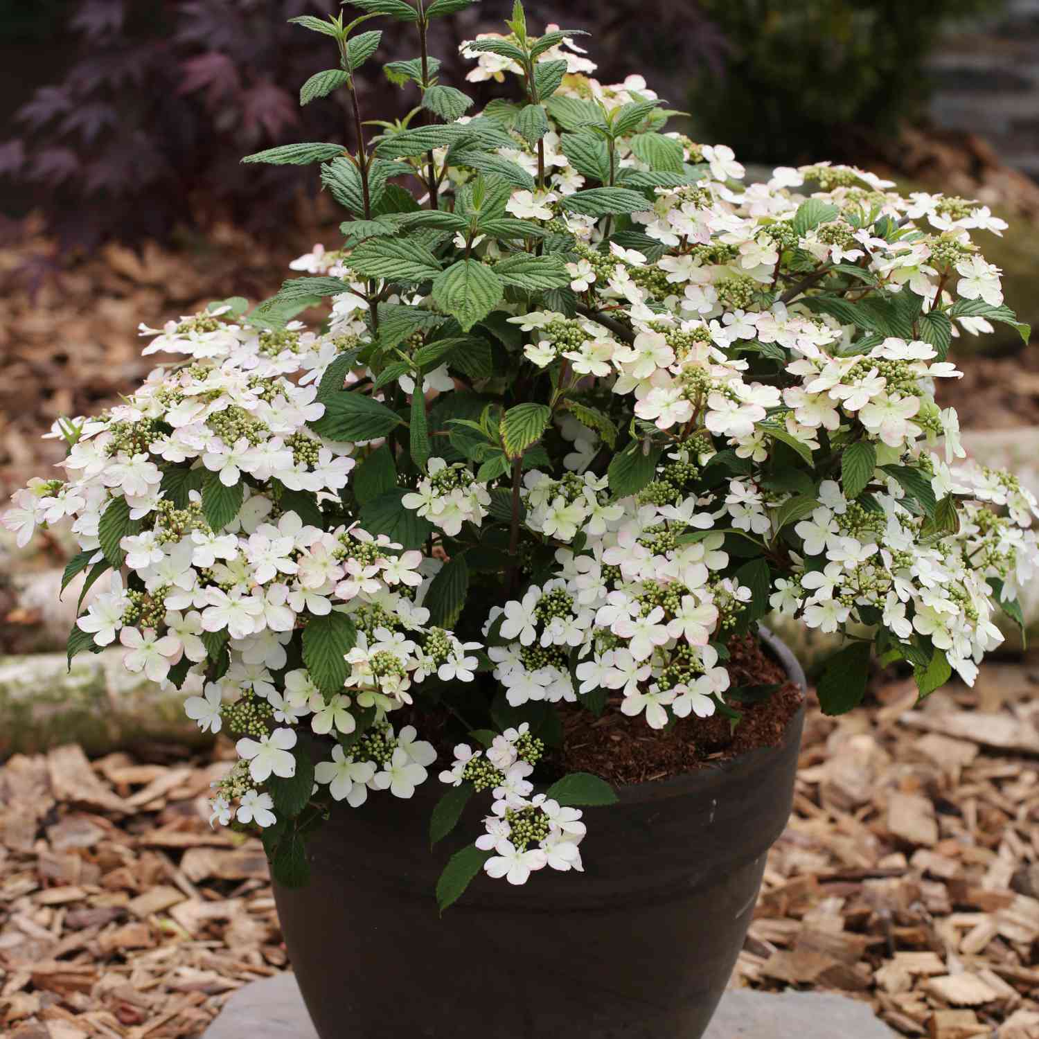 Pyramiden-Schneeball 'Kilimandjaro' Pyramiden-Schneeball 'Kilimandjaro'