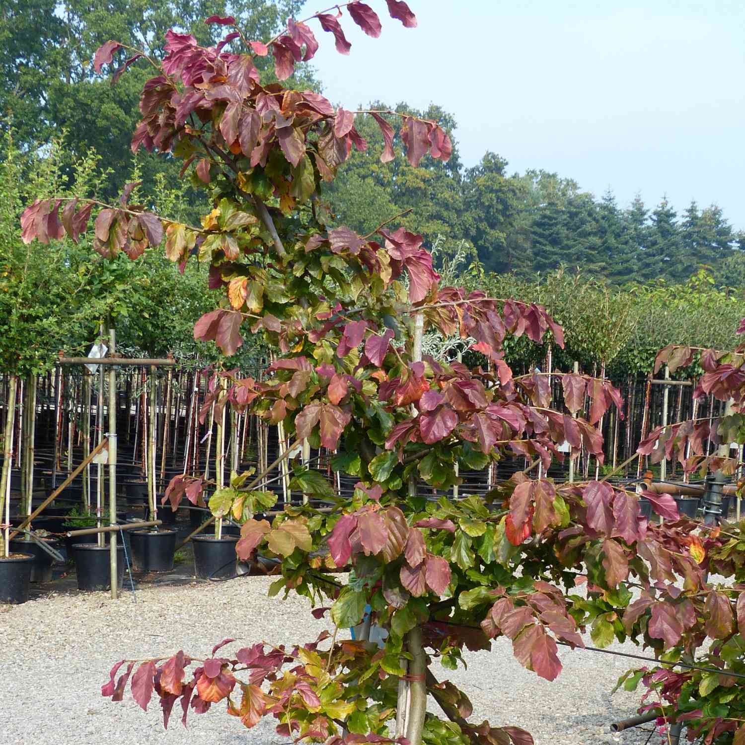 Eisenholzbaum 'Vanessa'